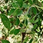 Persicaria senegalensis.persicaire du Sénégal.polygonaceae.cryptogène..jpeg