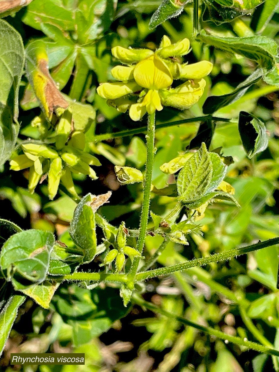 Rhynchosia viscosa.fabaceae.sténonaturalisé  ? ? (1).jpeg