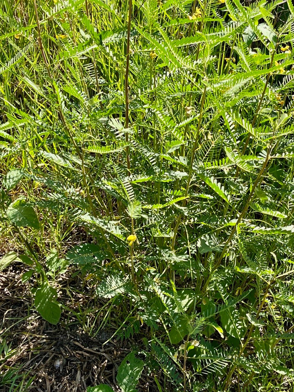 Sesbania cannabina.fabaceae. (1).jpeg