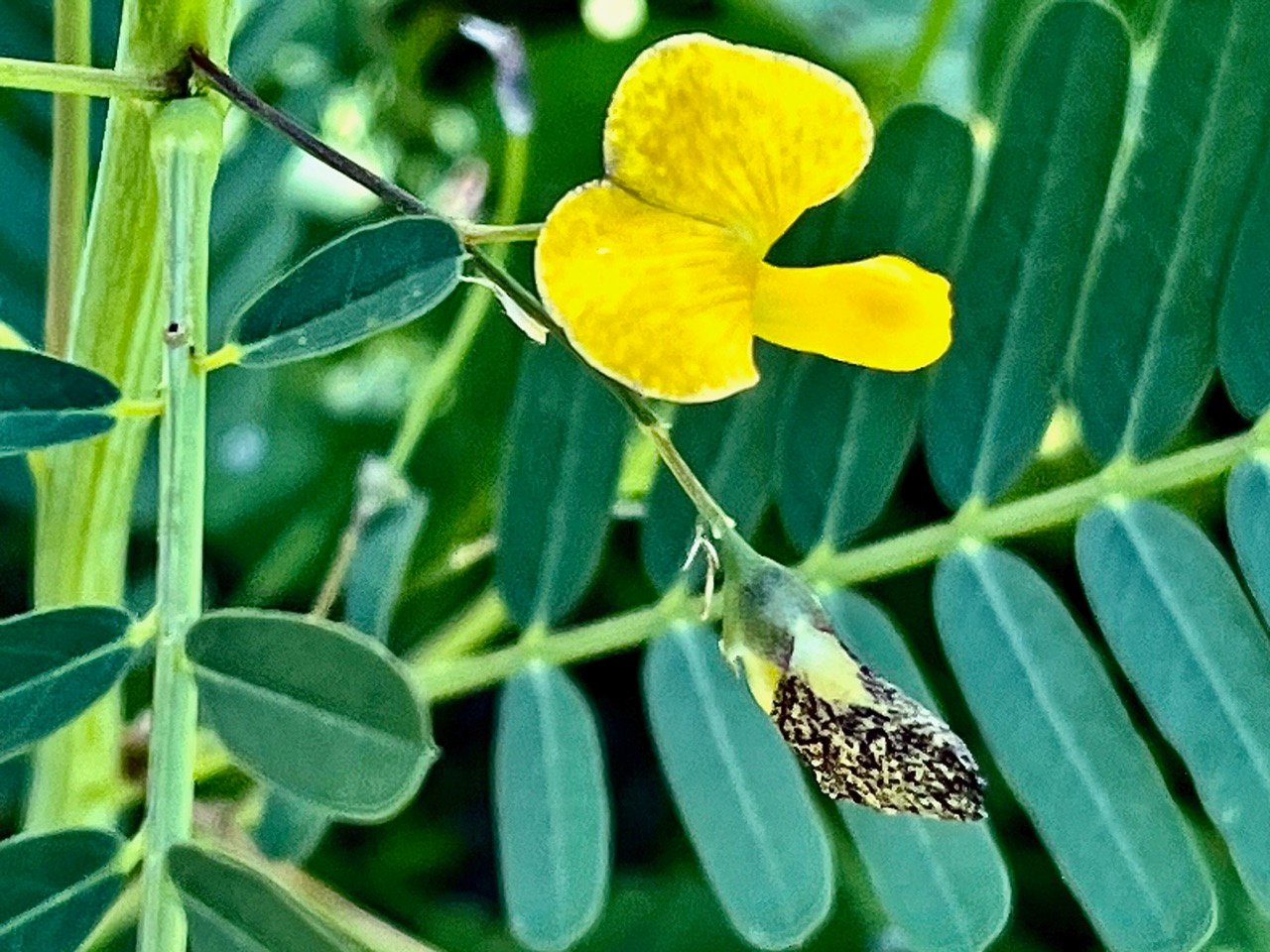 Sesbania cannabina.fabaceae..jpeg