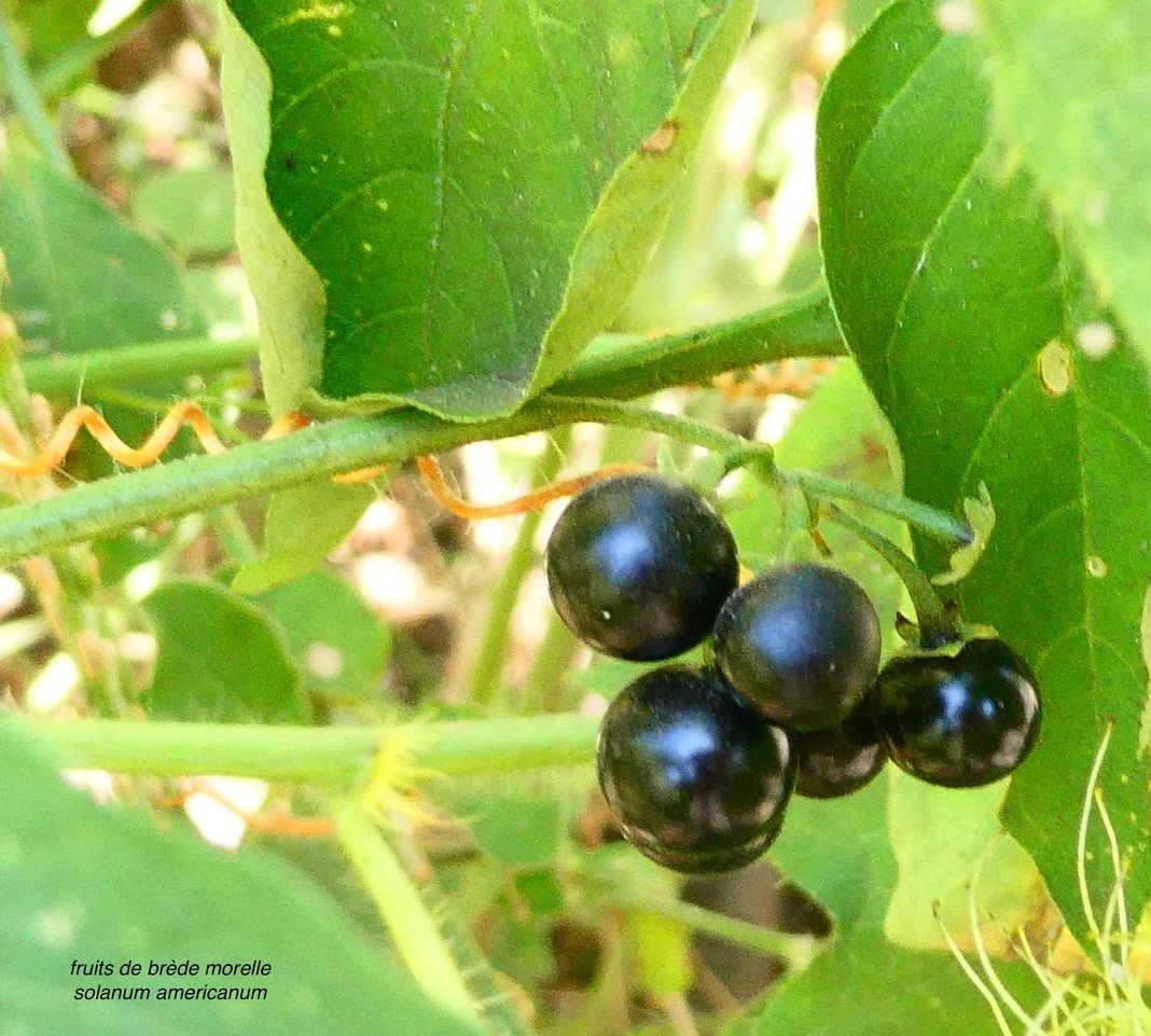 Solanum americanum.brède morelle.fruits mûrs .solanaceae.amphinaturalisé..jpeg