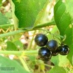 Sesbania cannabina.fabaceae. (1).jpeg