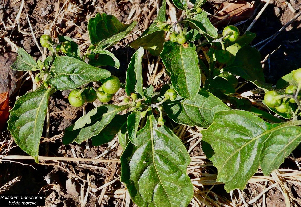 Solanum americanum.brède morelle.solanaceae.amphinaturalisé. (1).jpeg