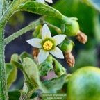 Solanum americanum.brède morelle.fruits mûrs .solanaceae.amphinaturalisé..jpeg