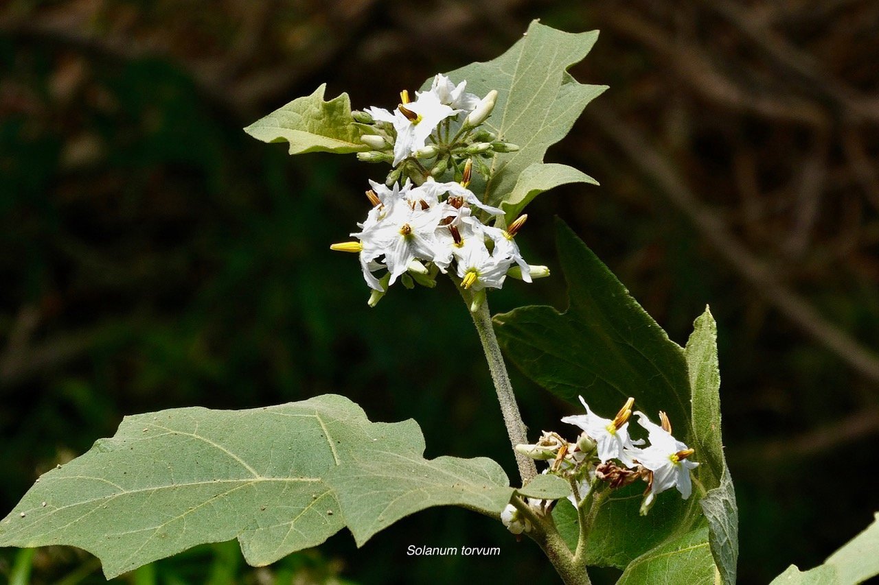 Solanum torvum.aubergine sauvage.solanaceae.stenonaturalisé..jpeg