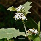 Solanum americanum.brède morelle.solanaceae.amphinaturalisé. (1).jpeg