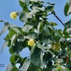 Solanum americanum.brède morelle.solanaceae.amphinaturalisé..jpeg