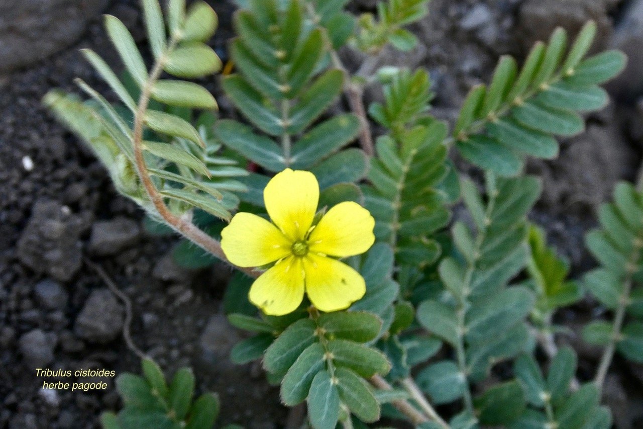 Tribulus cistoides.herbe pagode.pagode.zygophyllaceae..jpeg