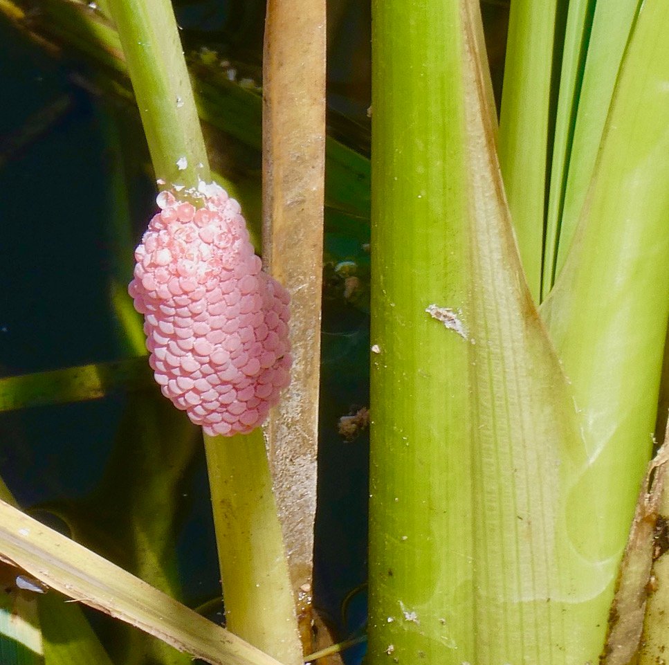 ponte d'escargot ampullaire-Pomacea canaliculata.jpeg