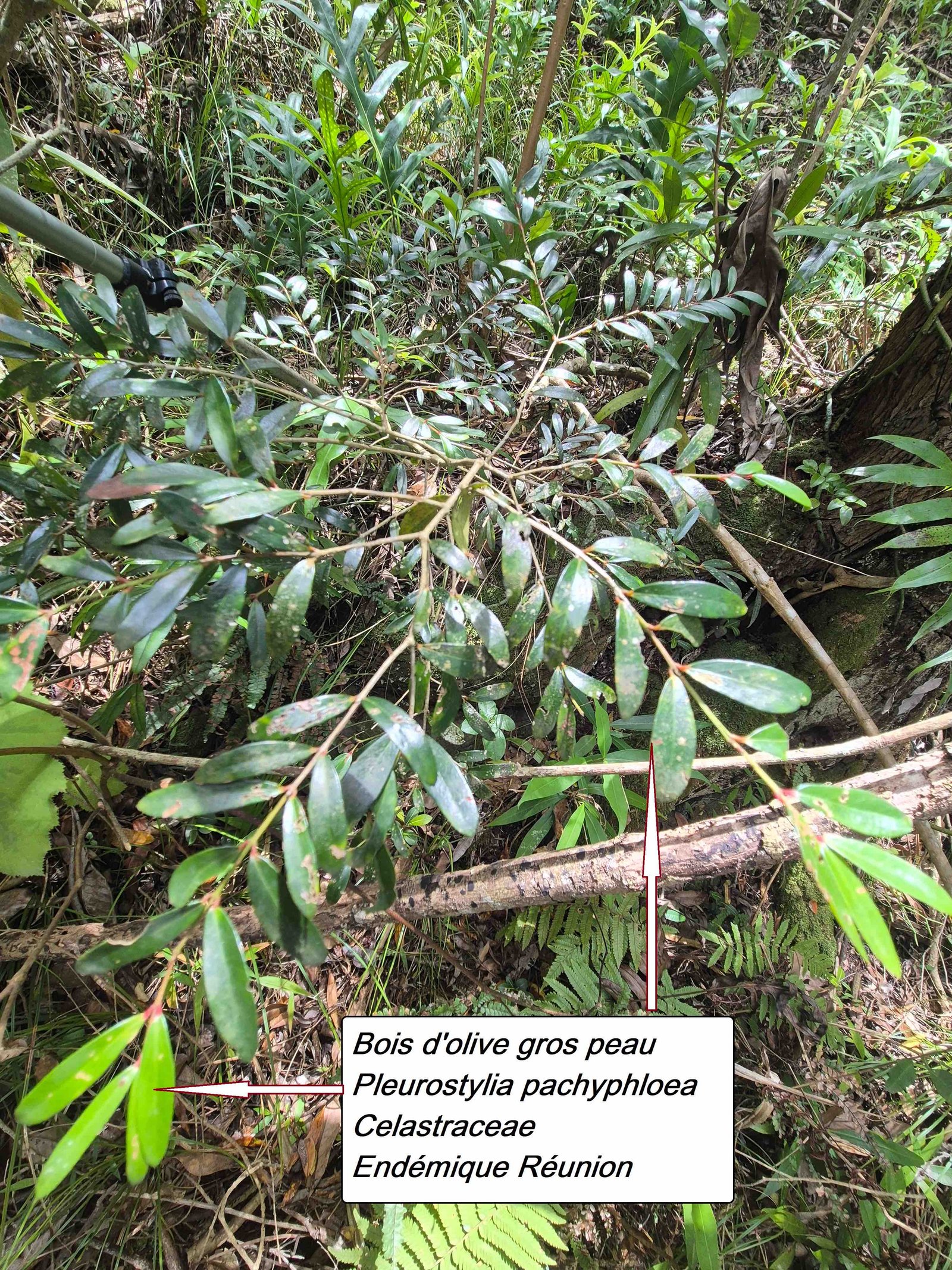 101- Bois d'olive gros peau