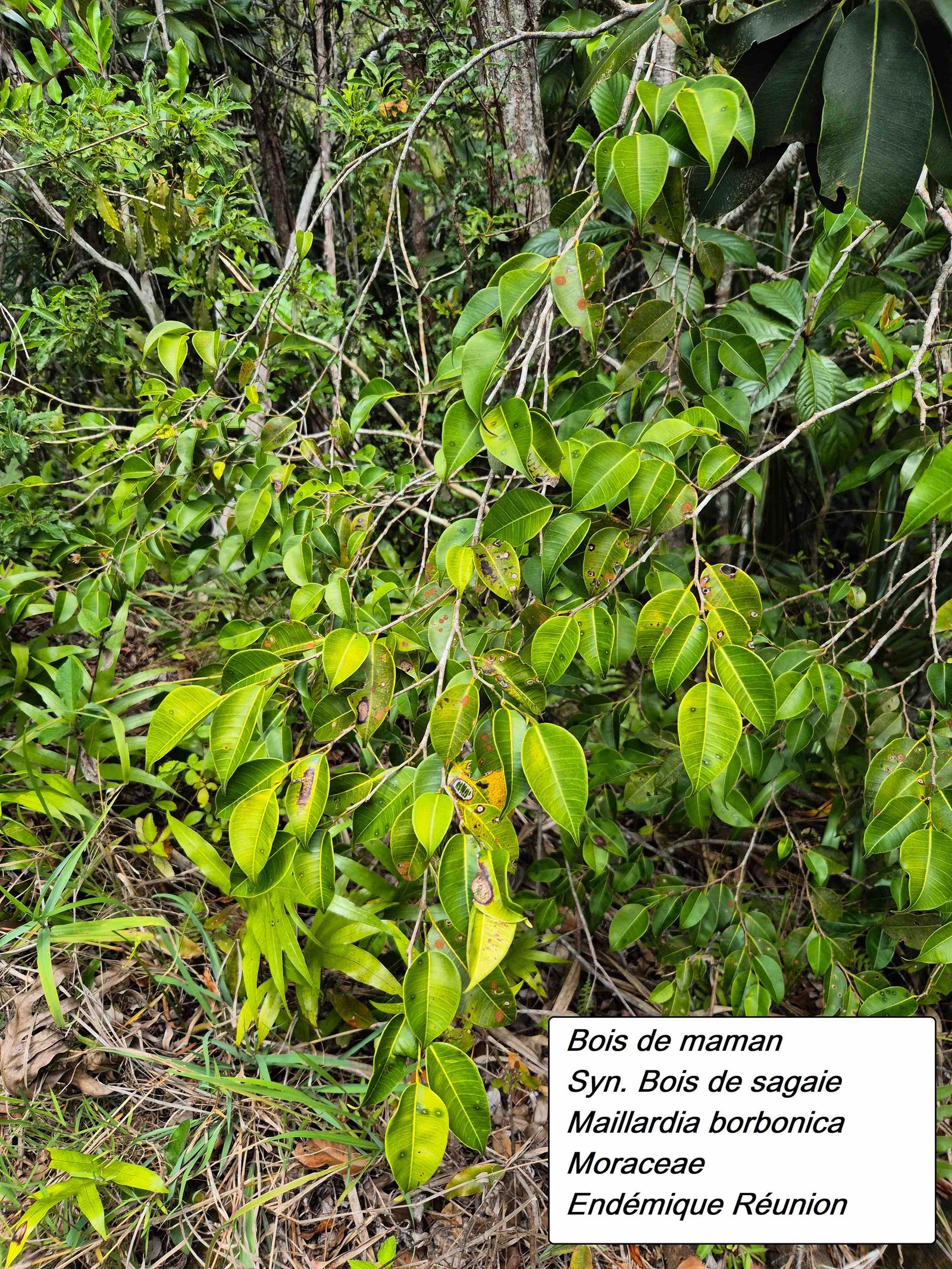 107- Maillardia (1)