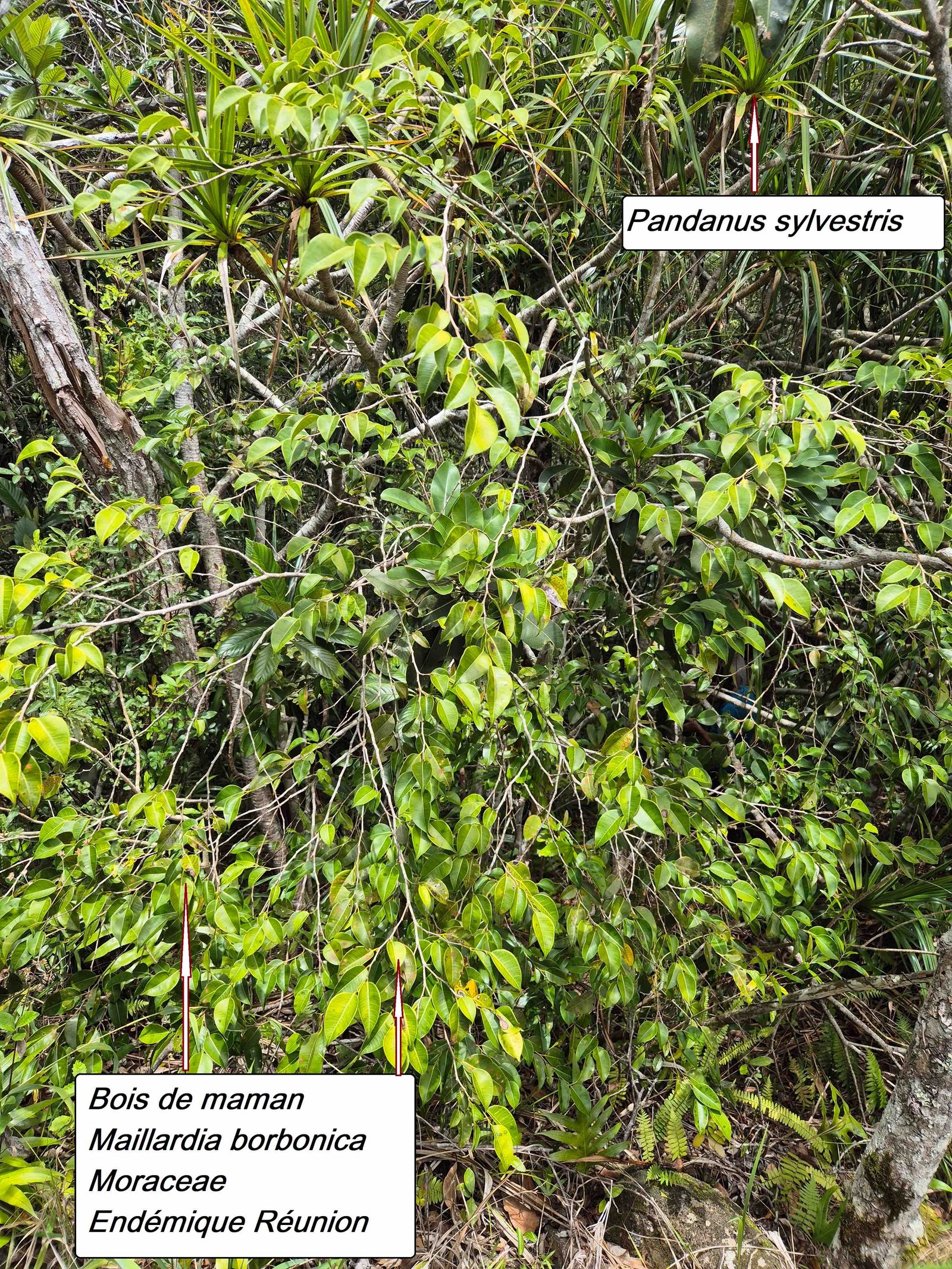 107- Maillardia (2)