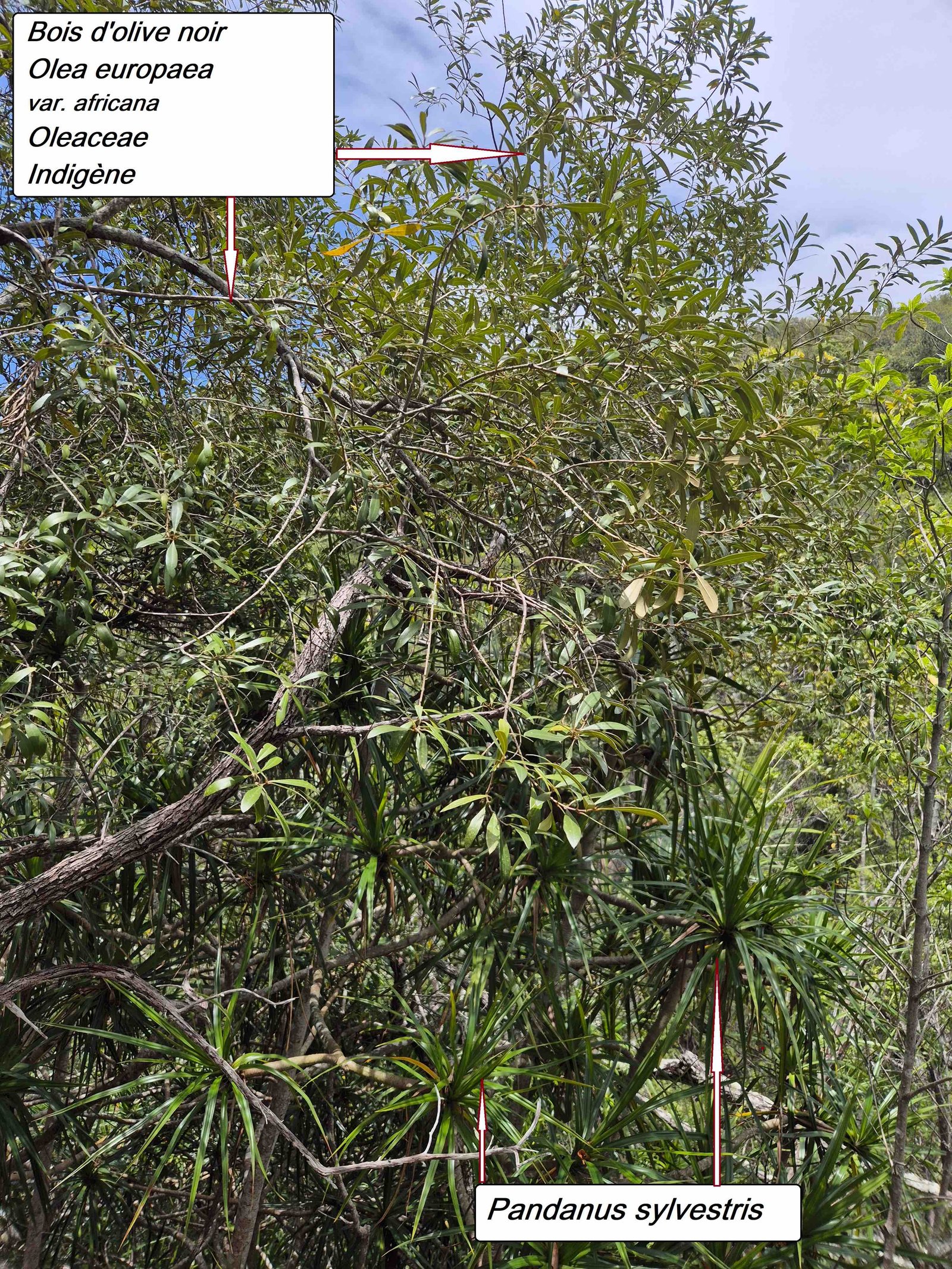 109- Bois d'olive noir (1)