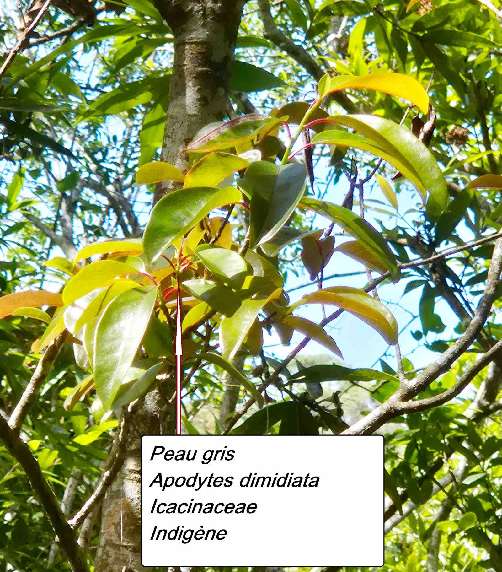 13- Peau gris (1)