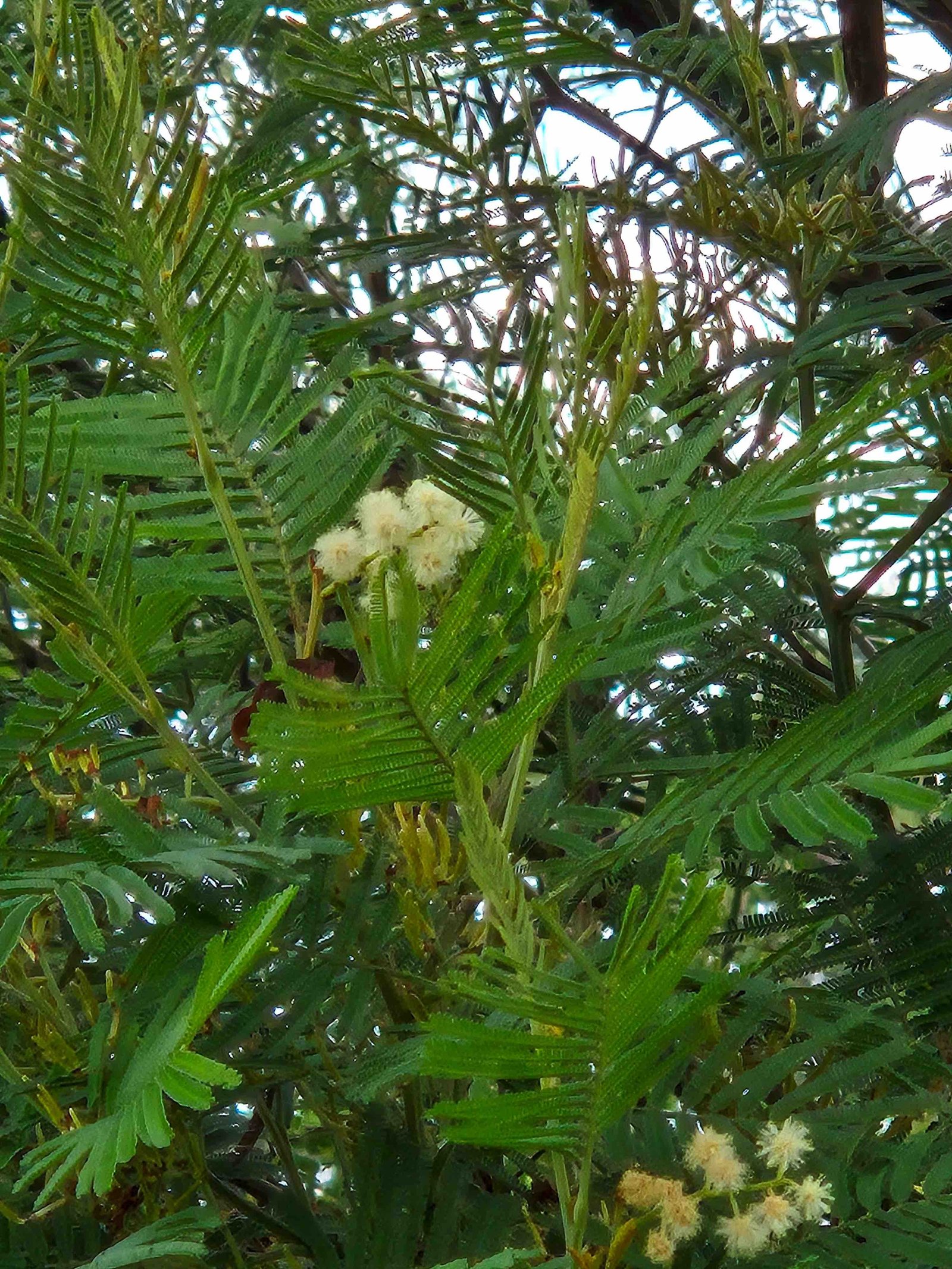 138- Acacia (1).