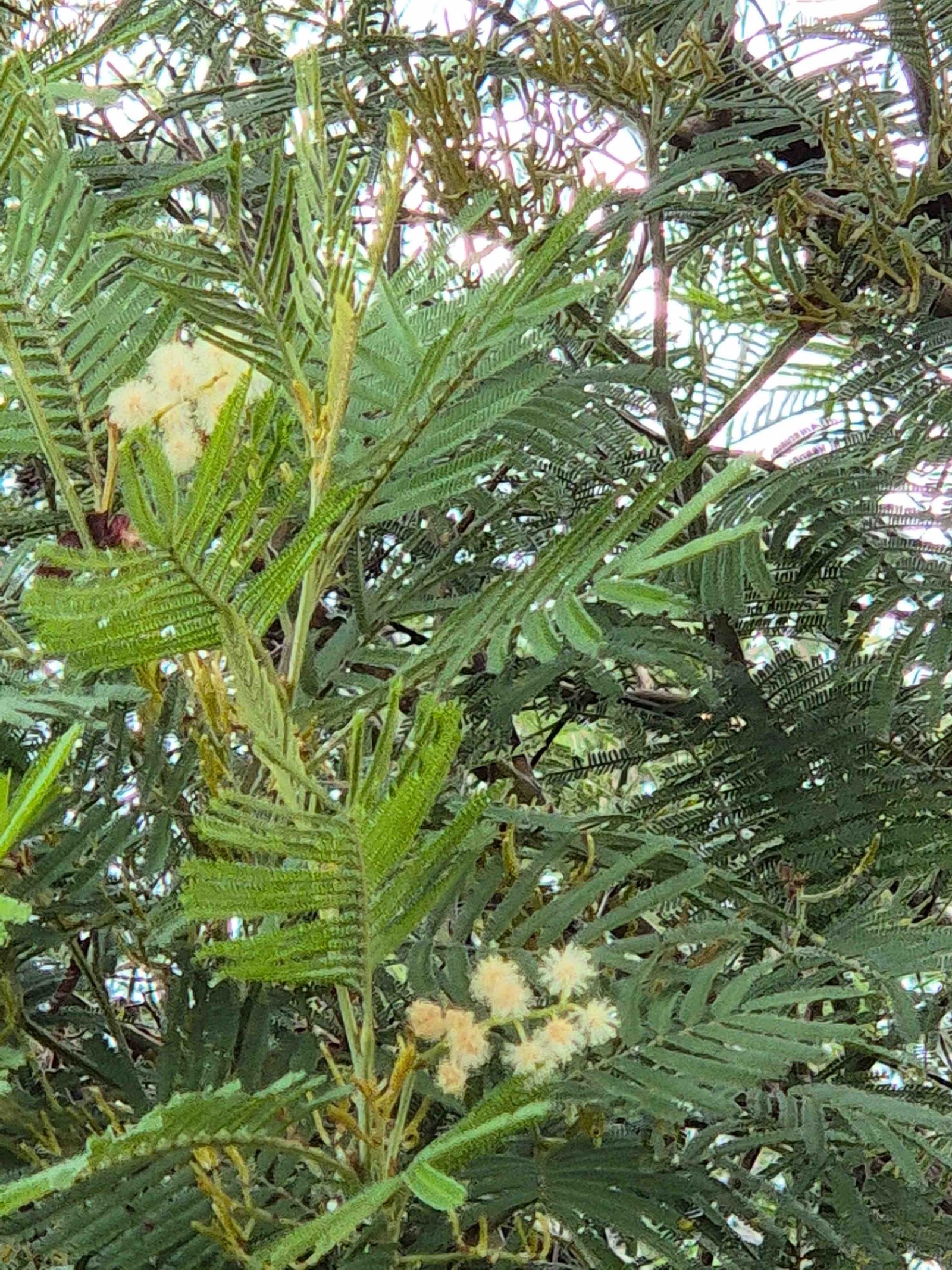 138- Acacia (2)