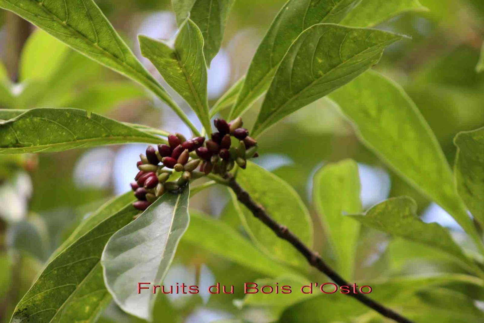 161 - Fruits du Bois d'Osto.