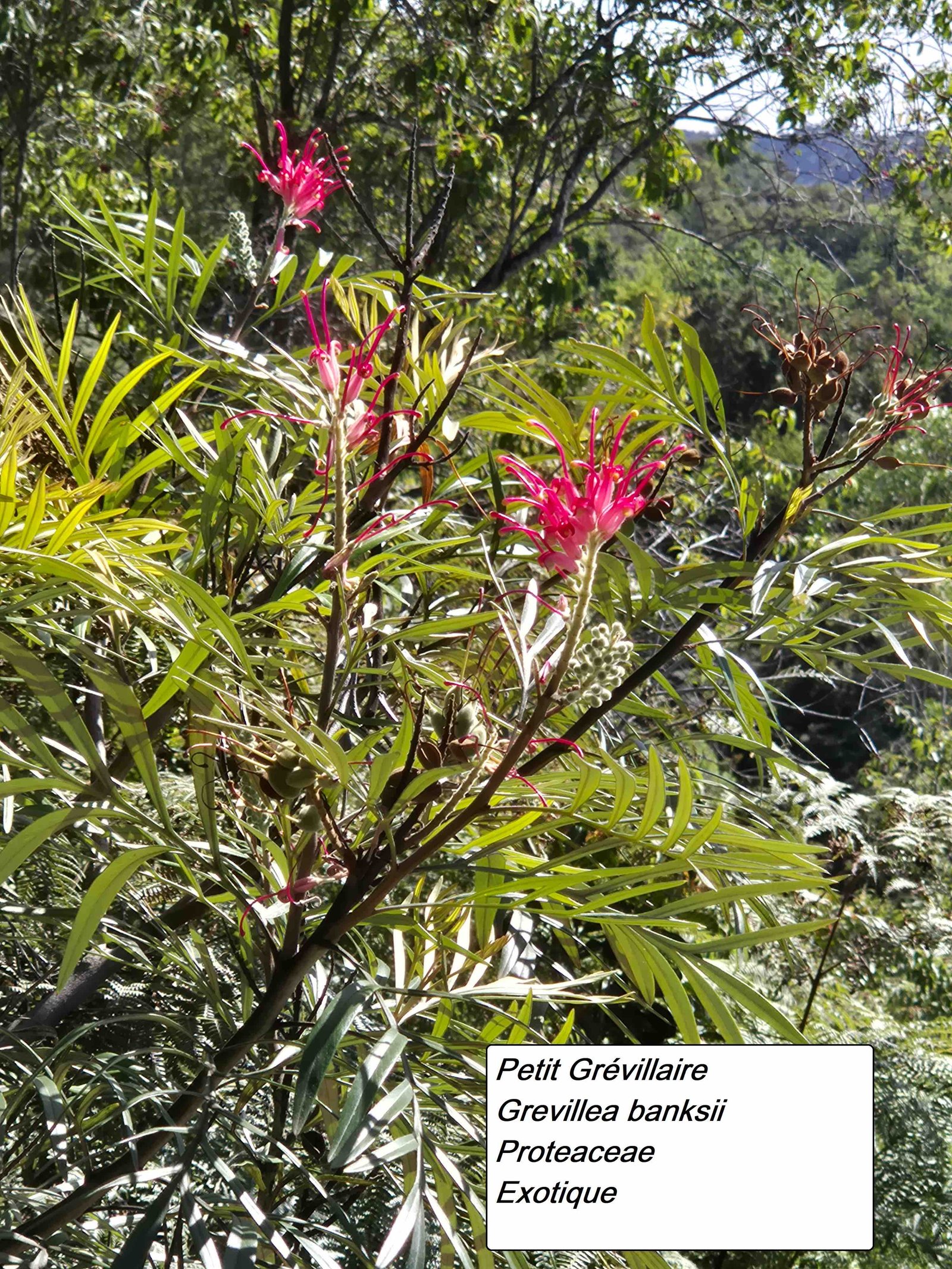 3- Petit Grevillea