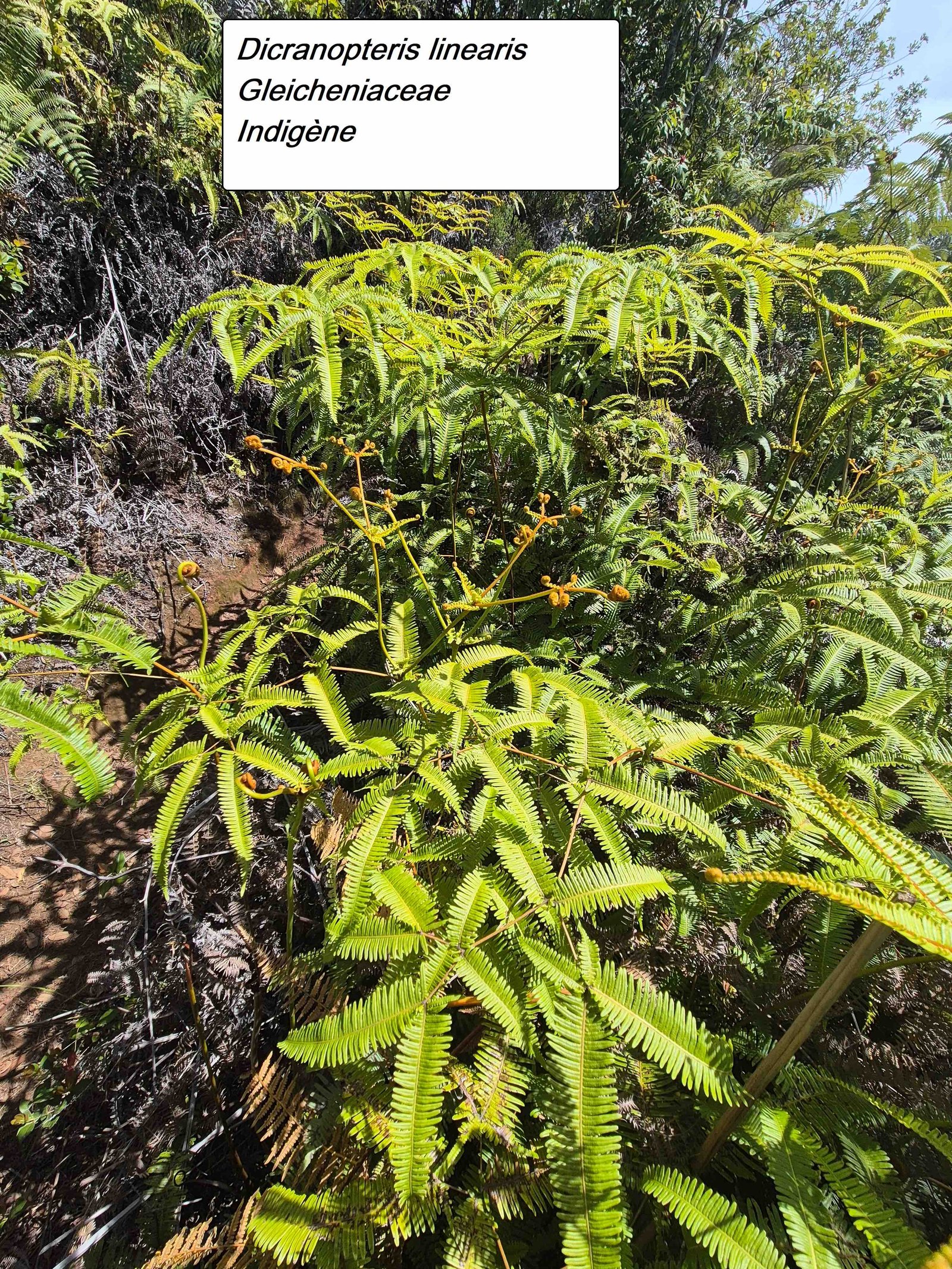 35- Dicranopteris (2)