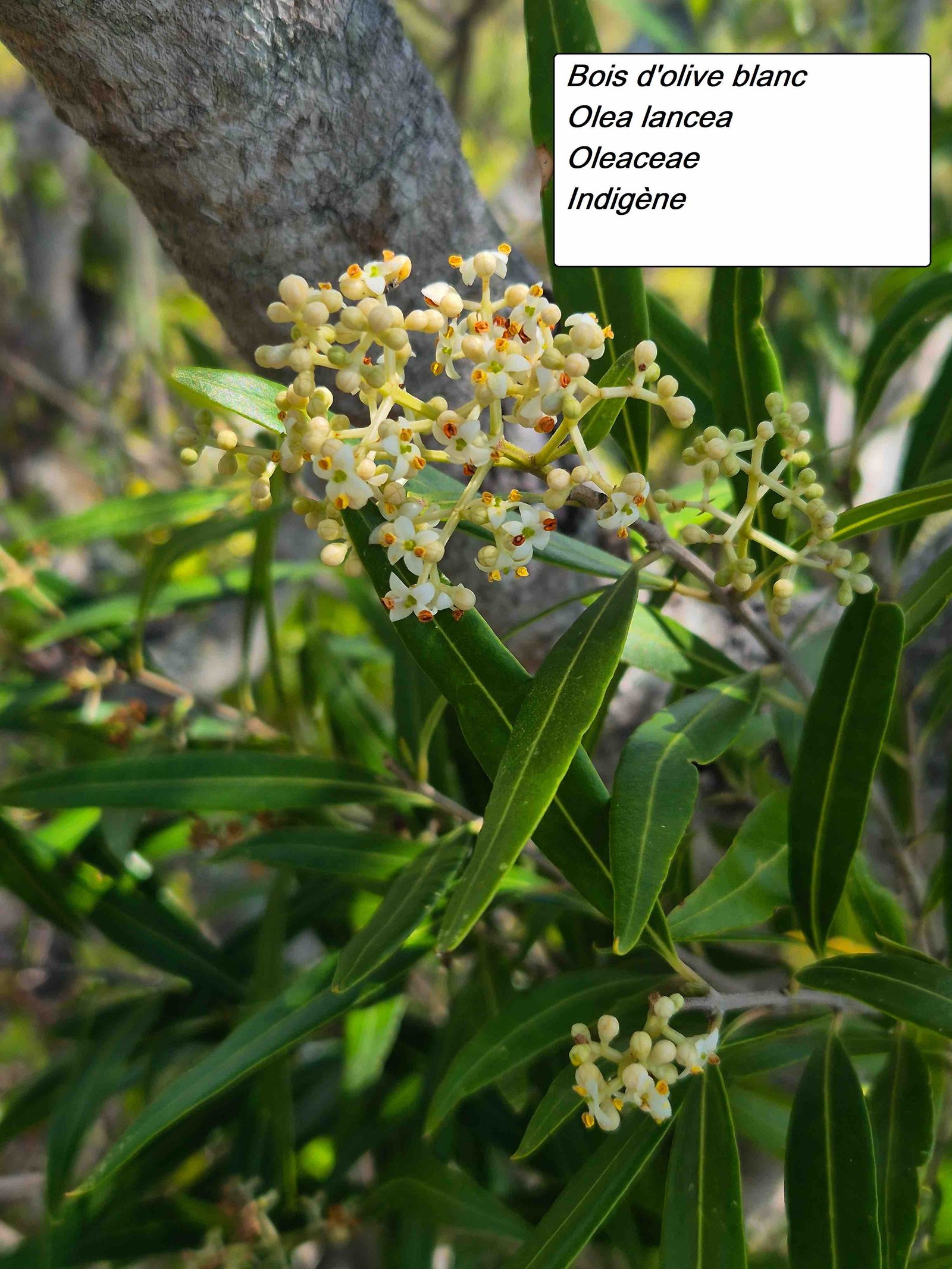 43- Bis d'olive (1)