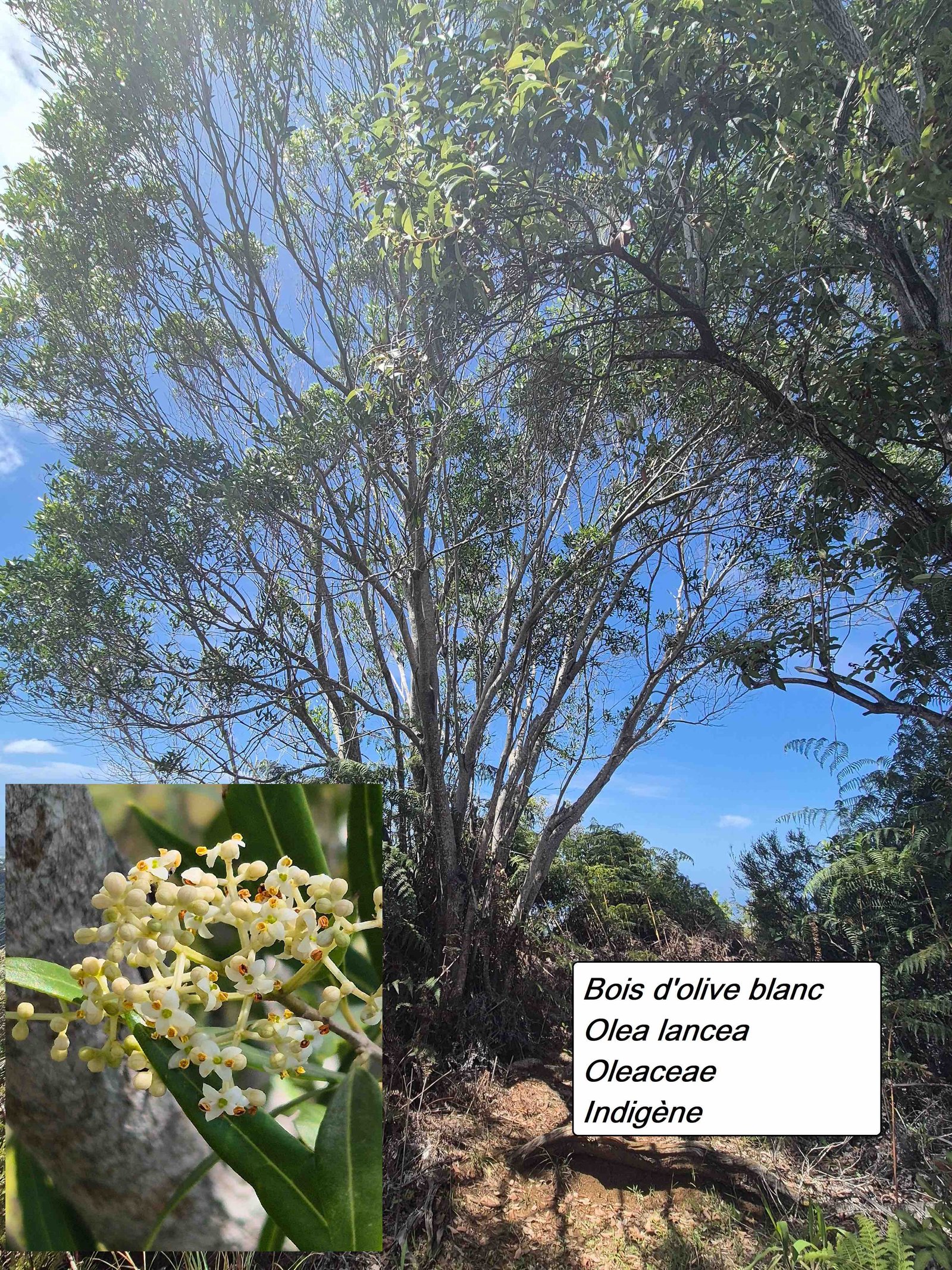48- Bois d'olive
