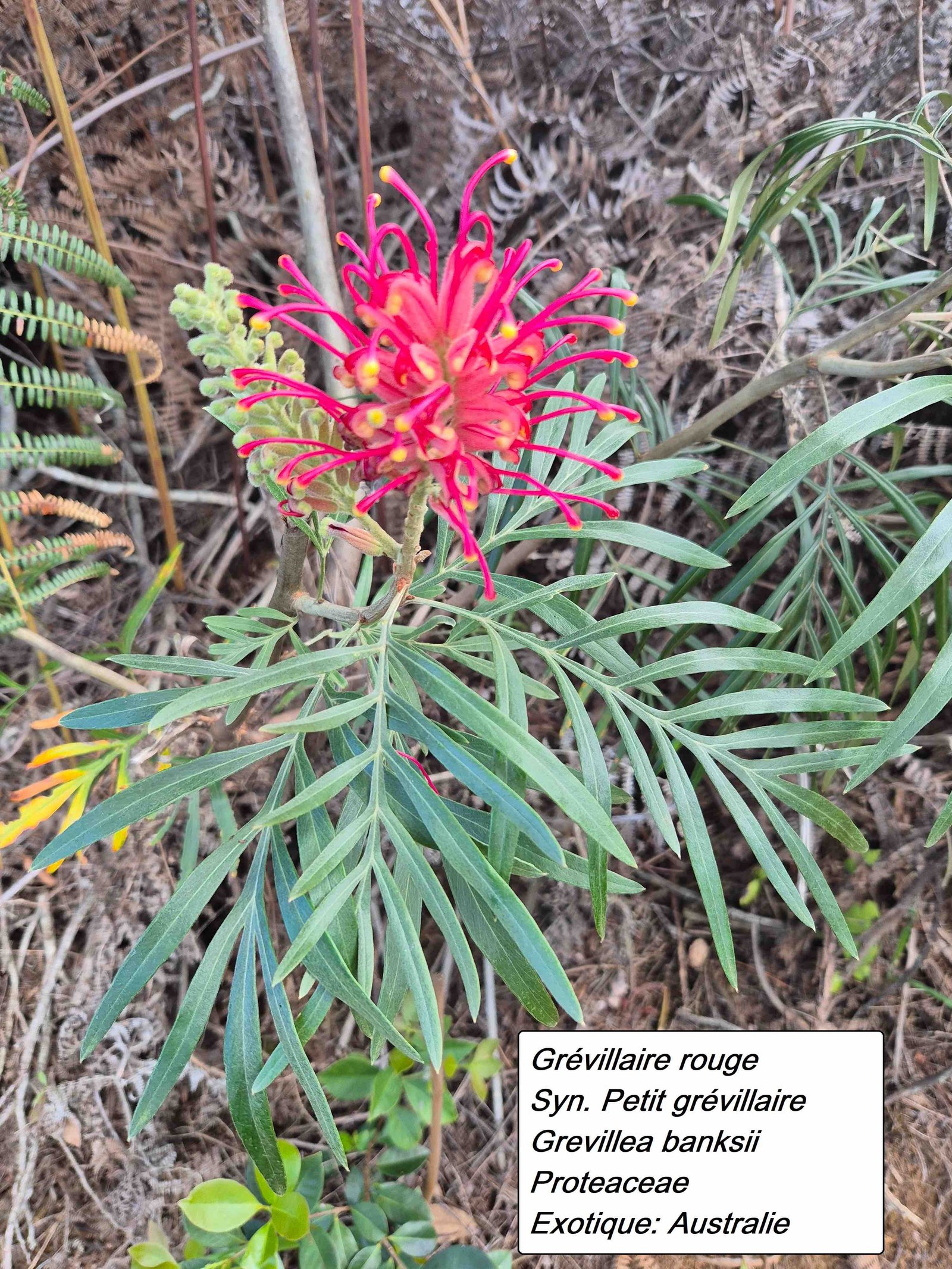 51- Grevillea banksii (2)