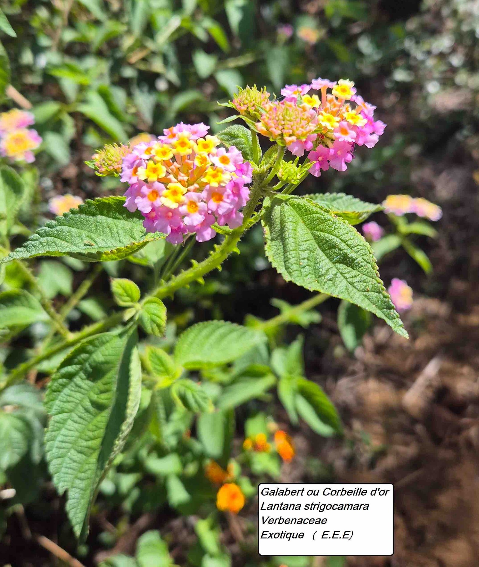 52- Lantana (3)