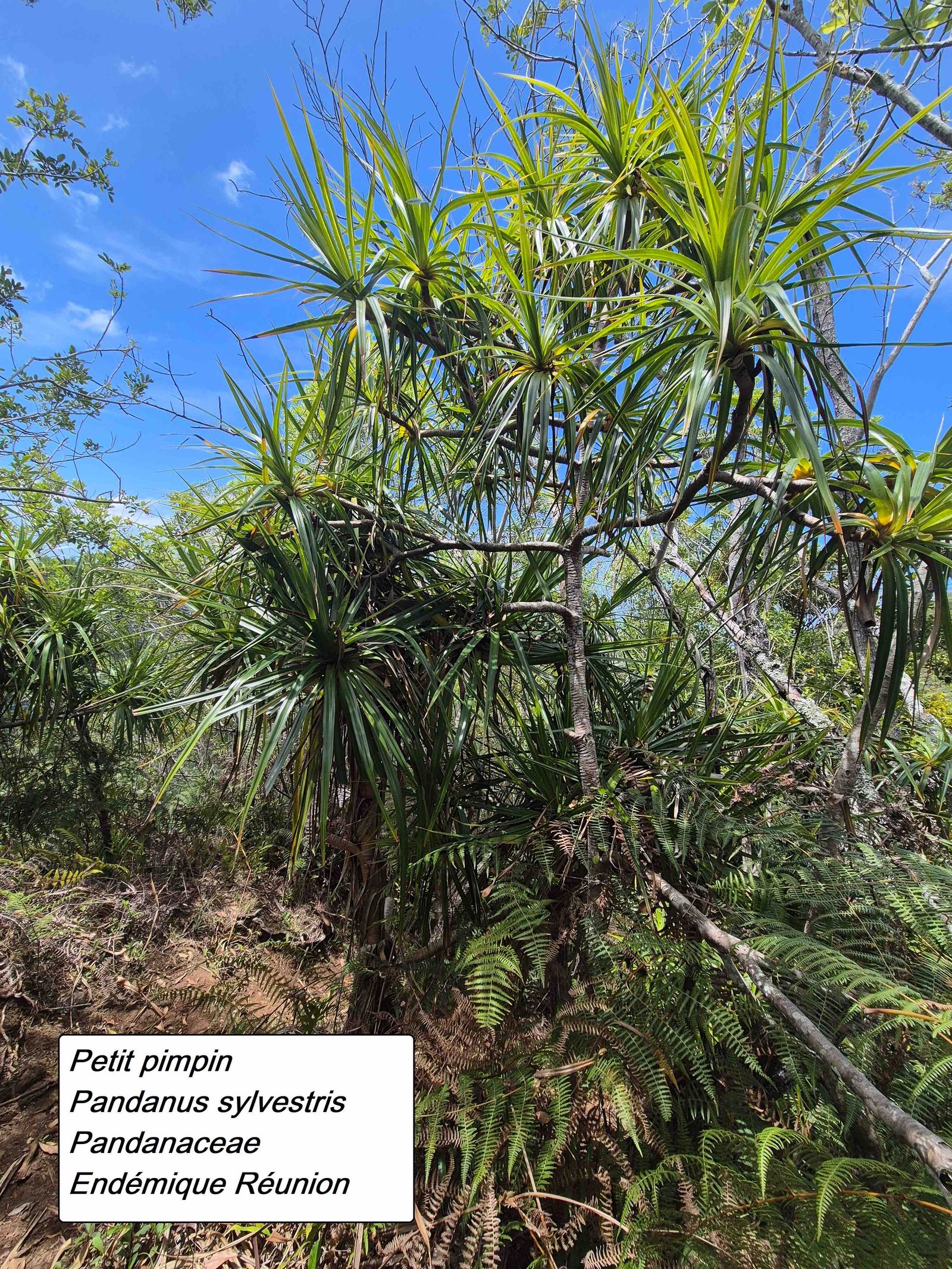 68- Pandanus