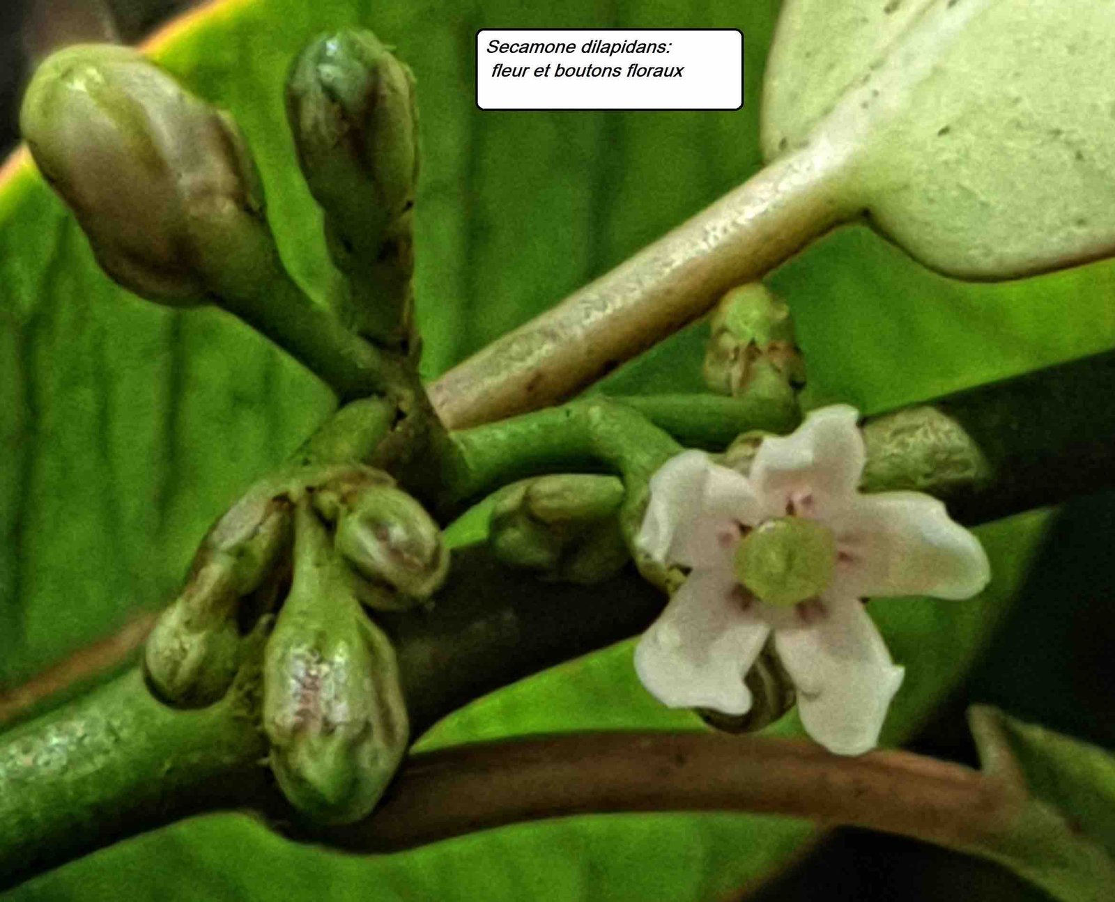 75- Secamone- fleurs (11)- détail