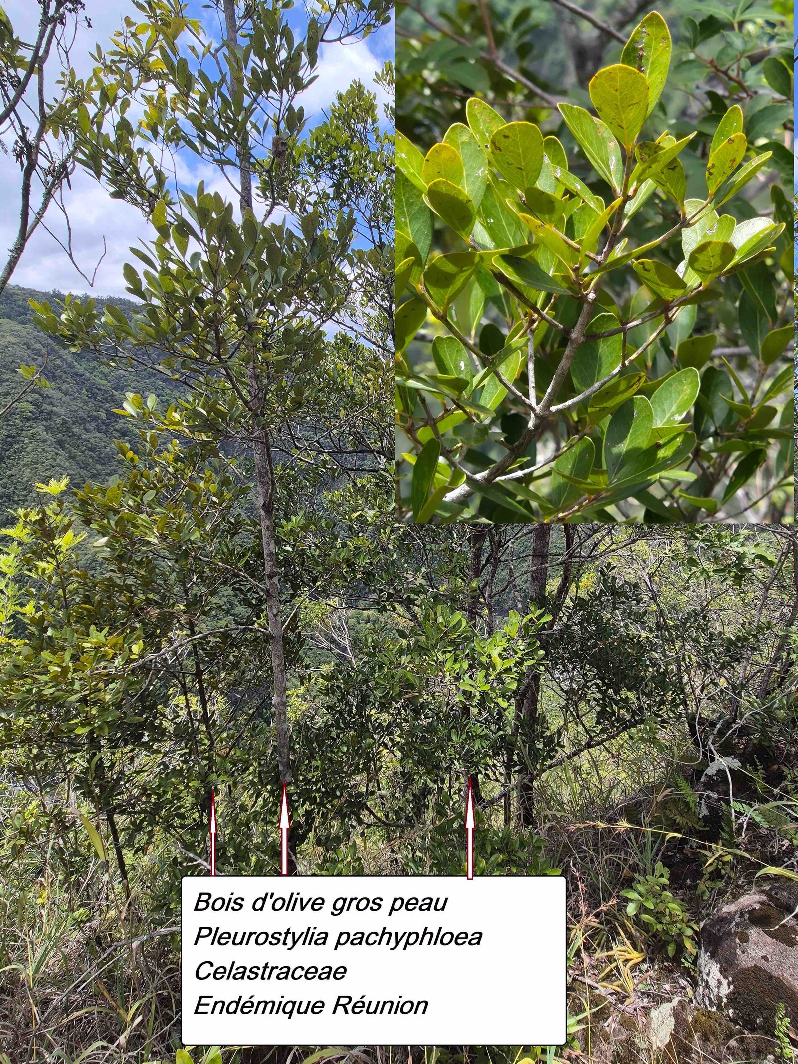 76- Bois d'olive gros peau (2)