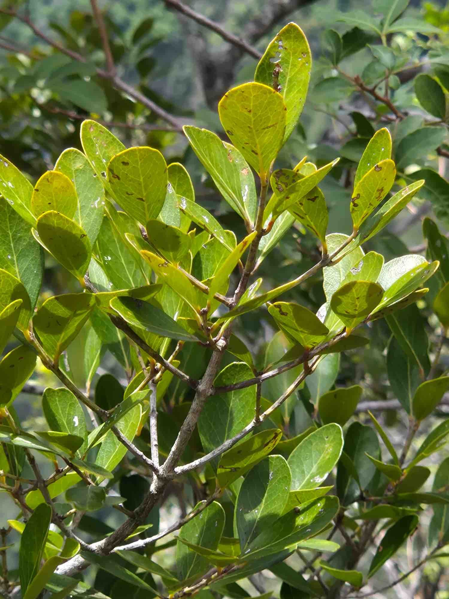 76- Bois d'olive gros peau (3)