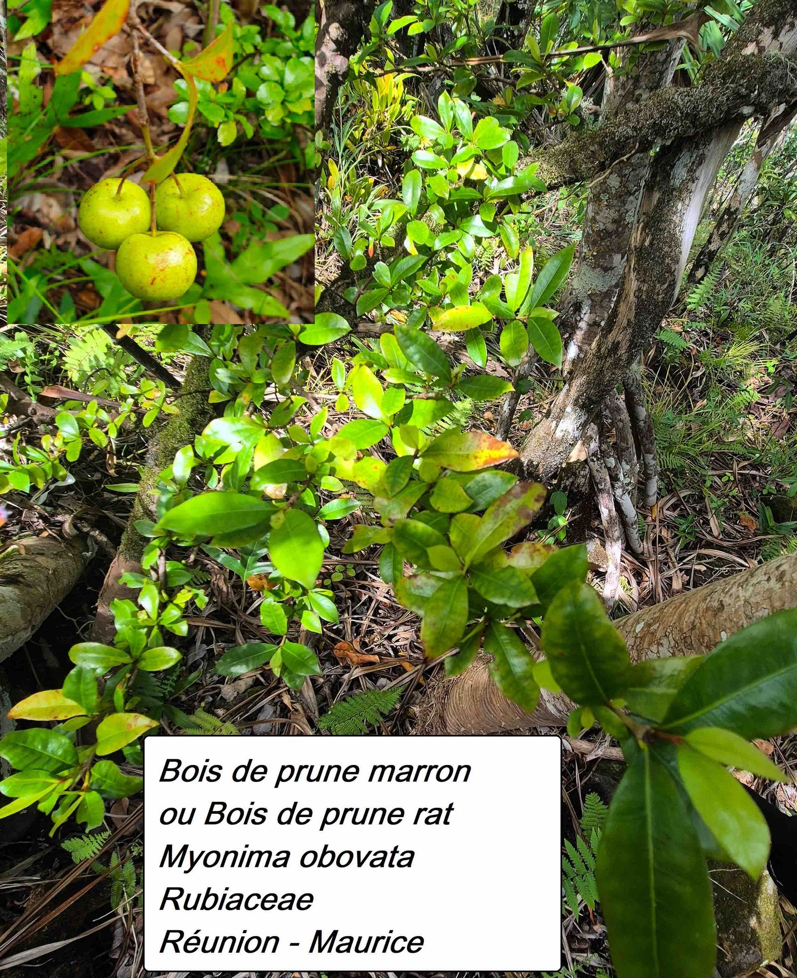 85- Prune marron (2)