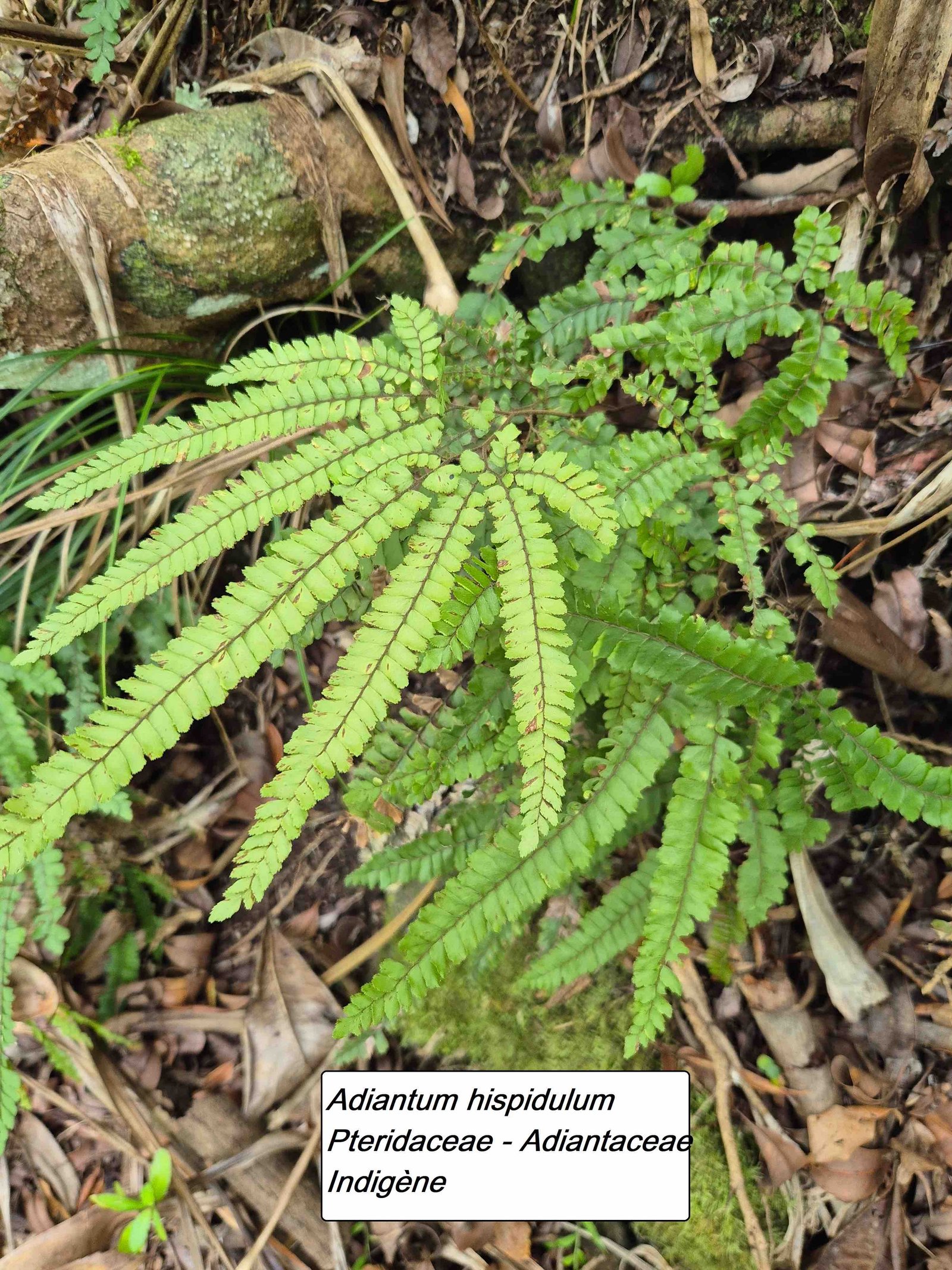92- Adiantum