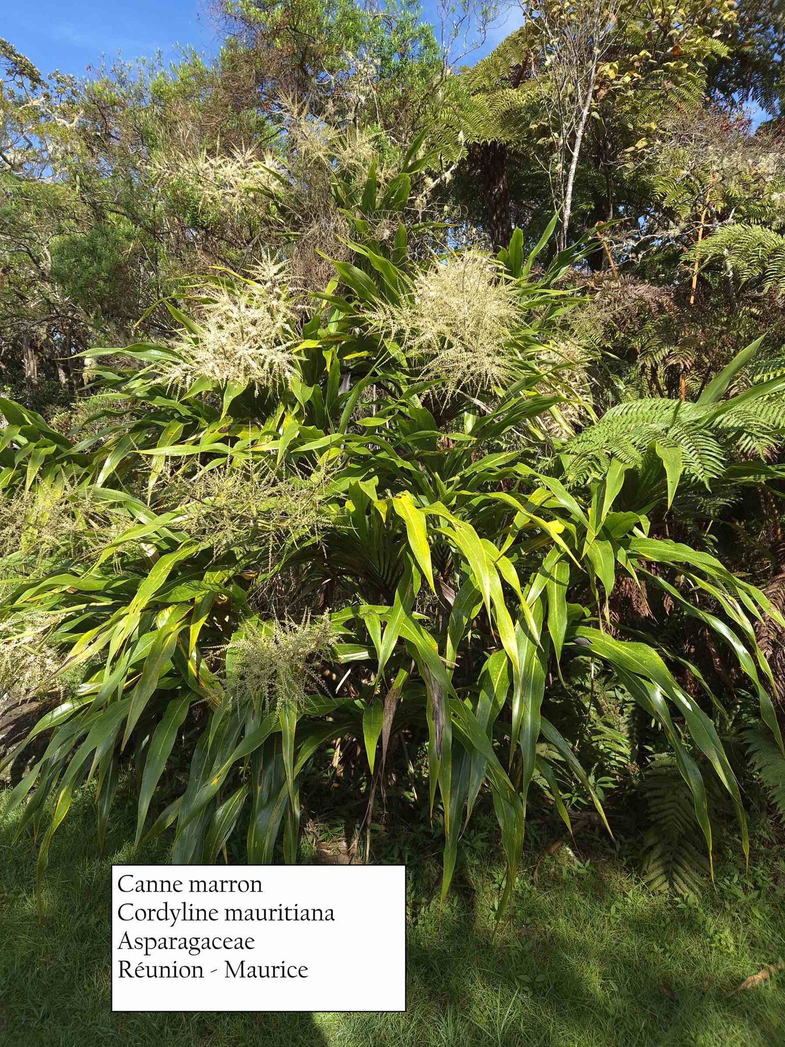 11- Canne marron