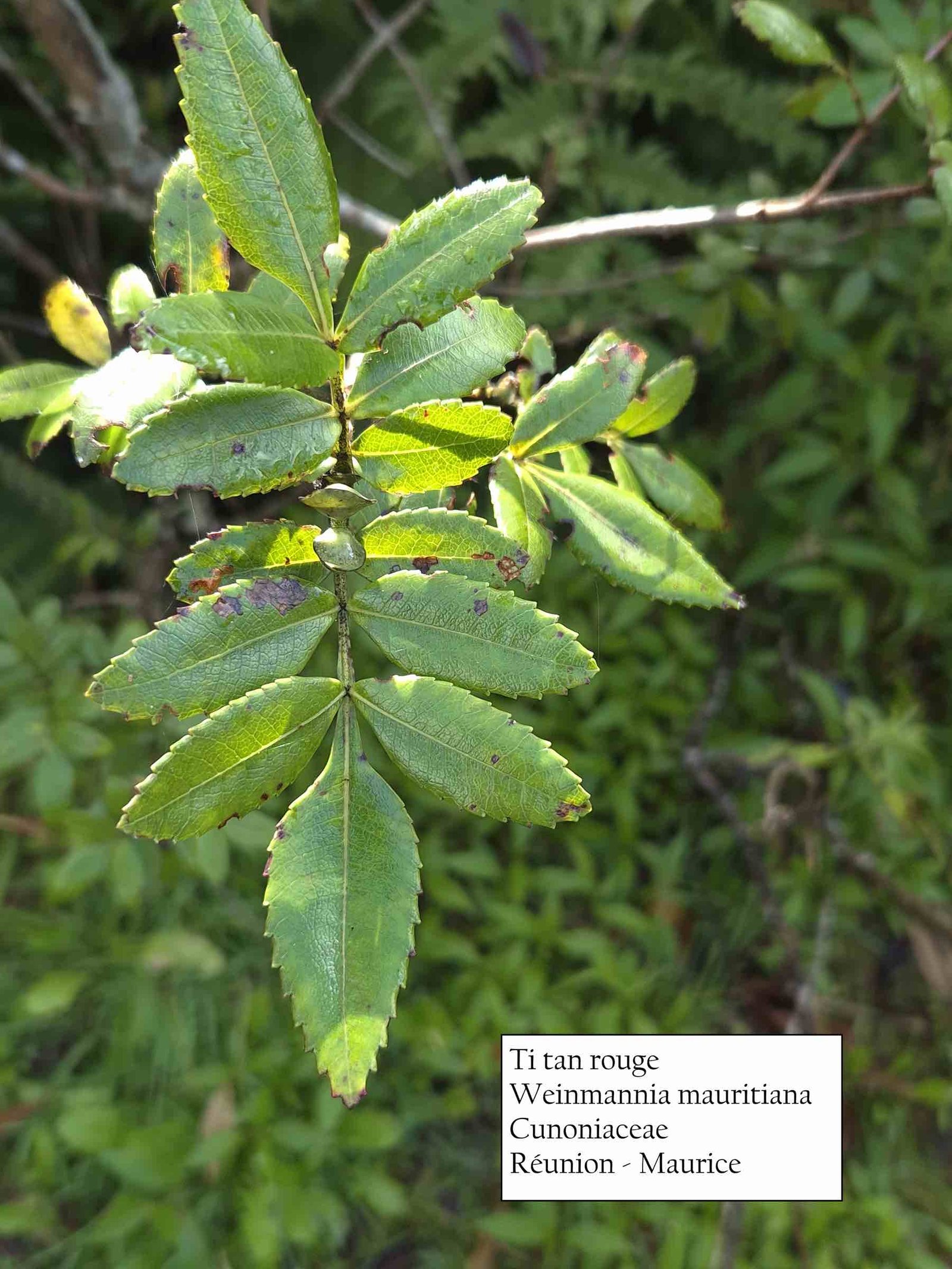 13- Bois de ti tan