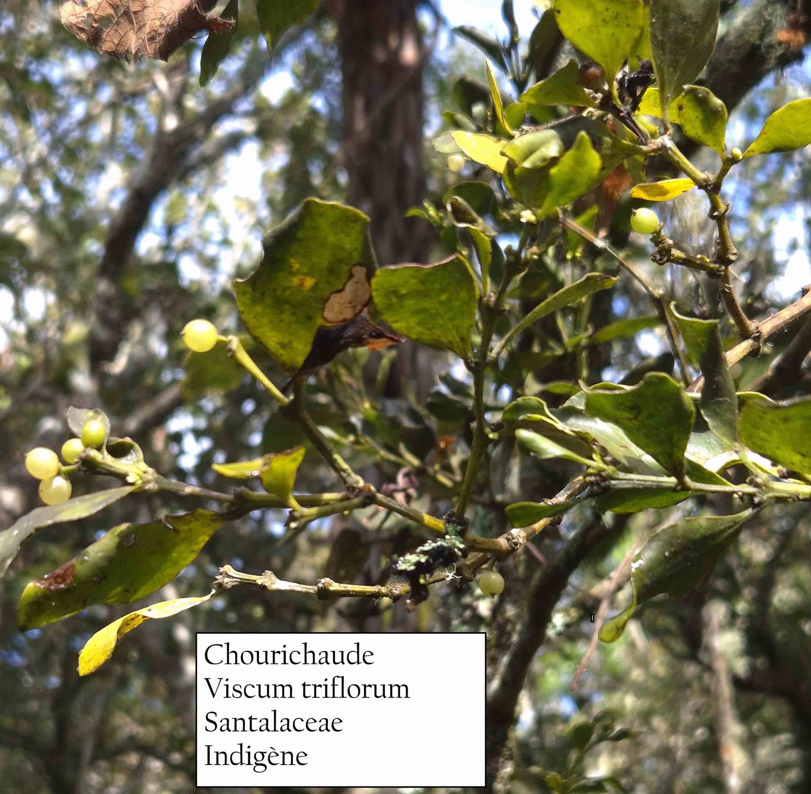 16- Viscum triflorum (2)