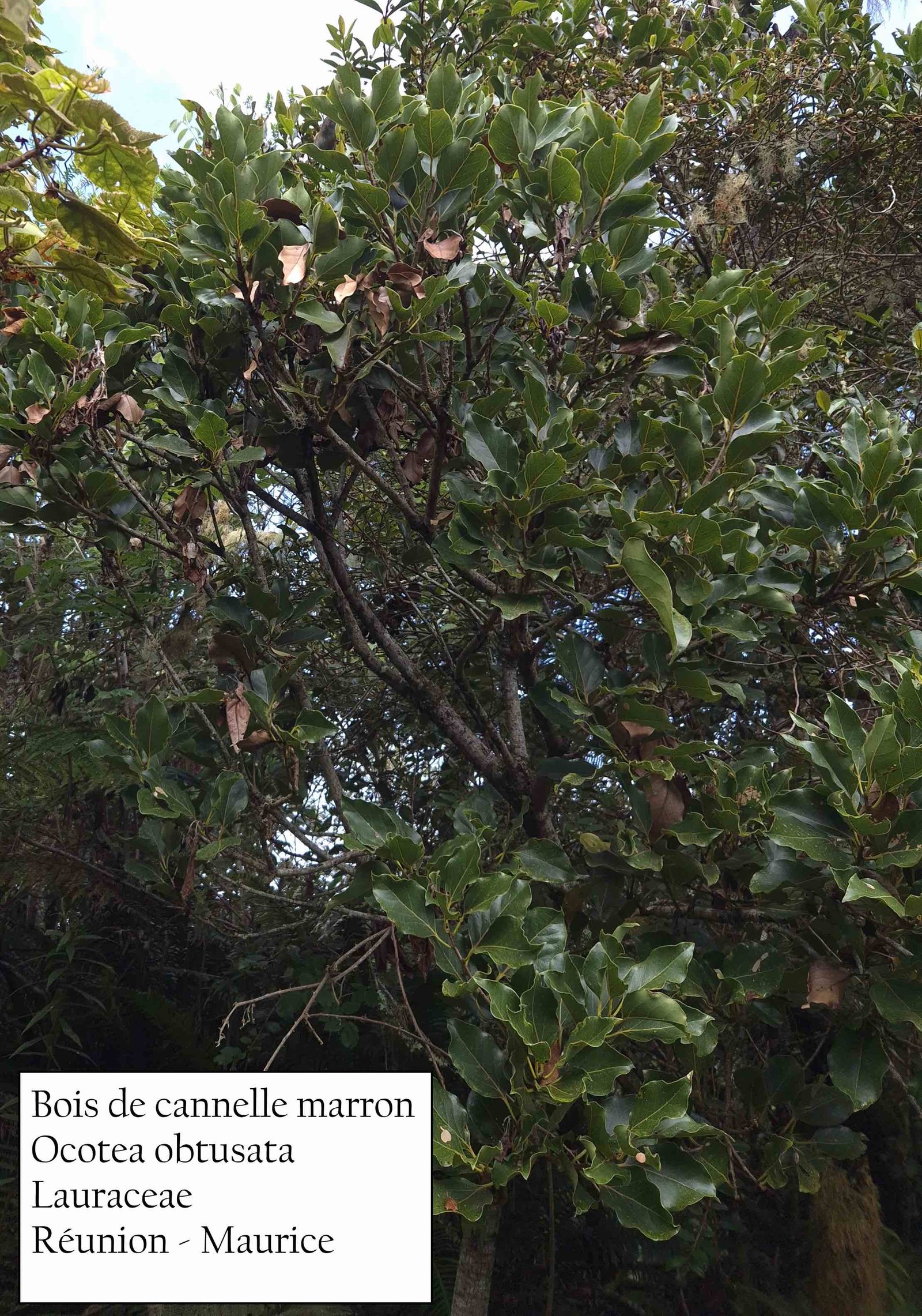 22- Bois de cannelle marron