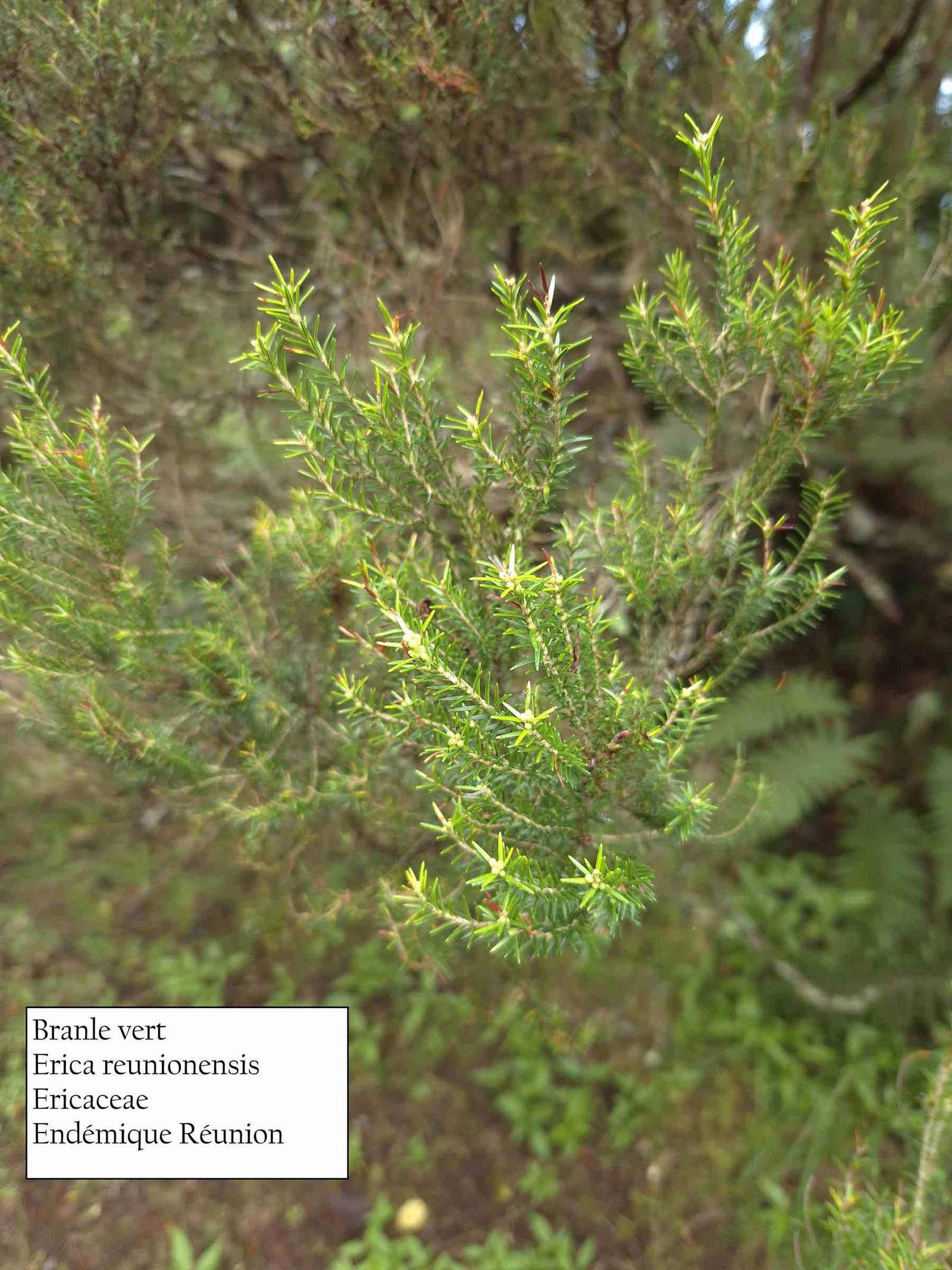 24- Branle vert