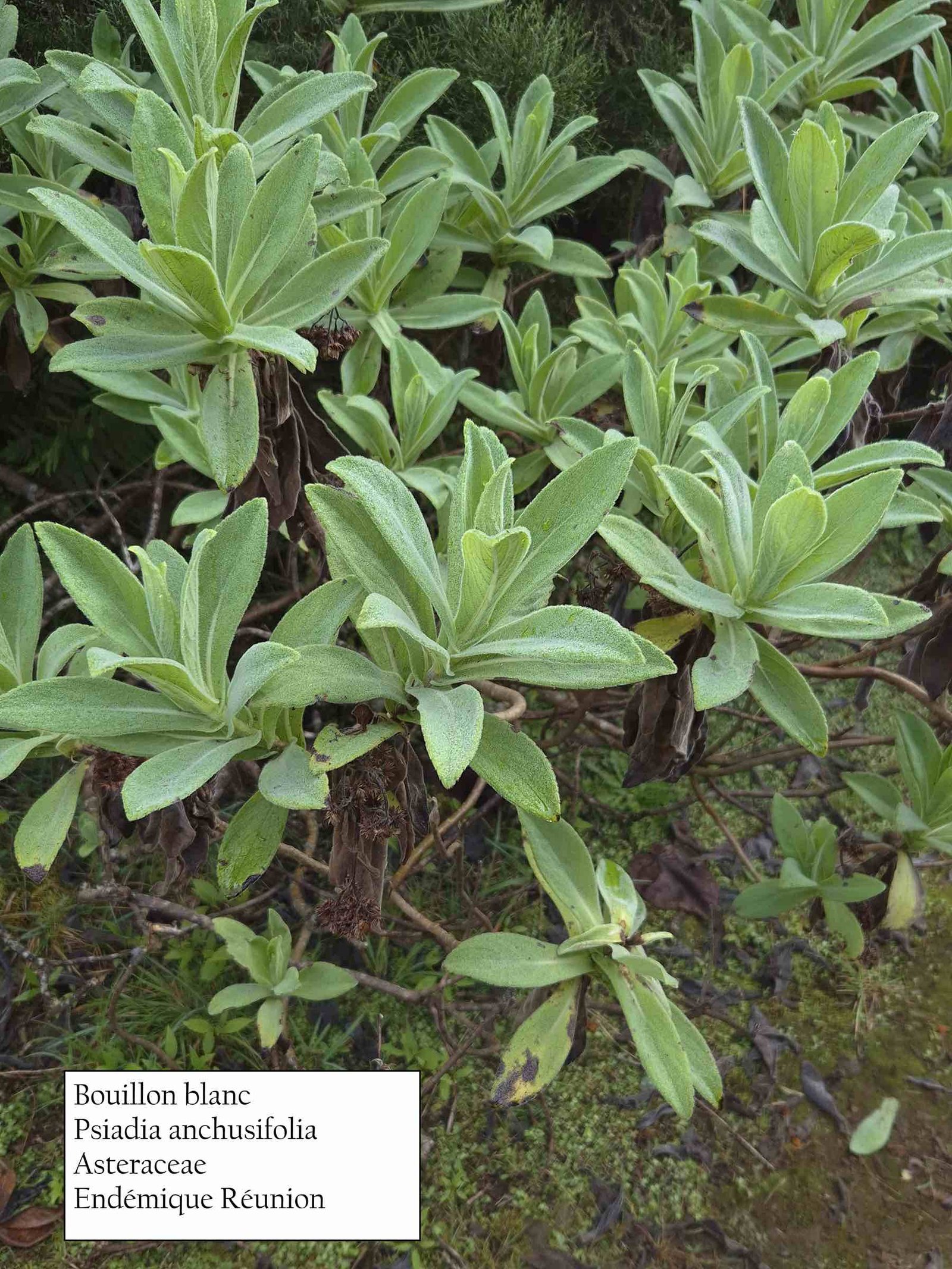 32- Psiadia anchusifolia