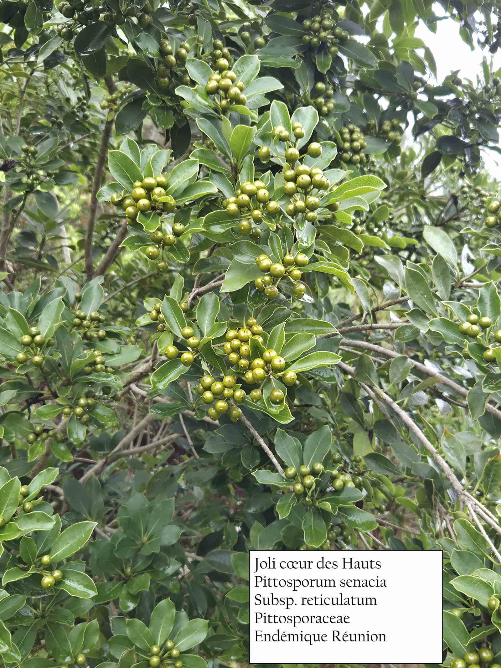 56- Joli coeur (2)