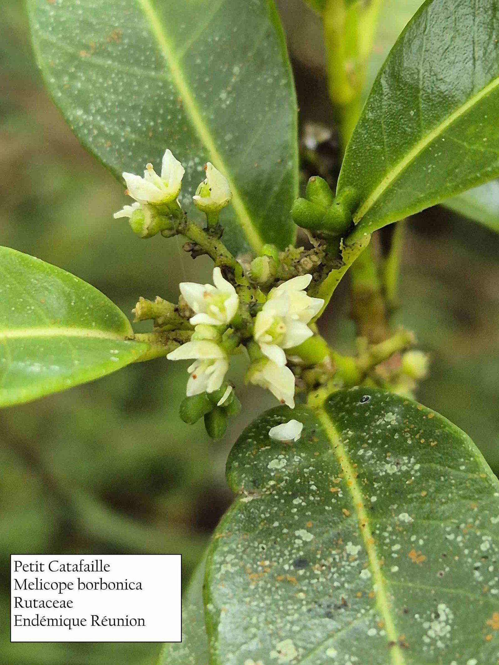 61 - Melicope borbonica- fleurs