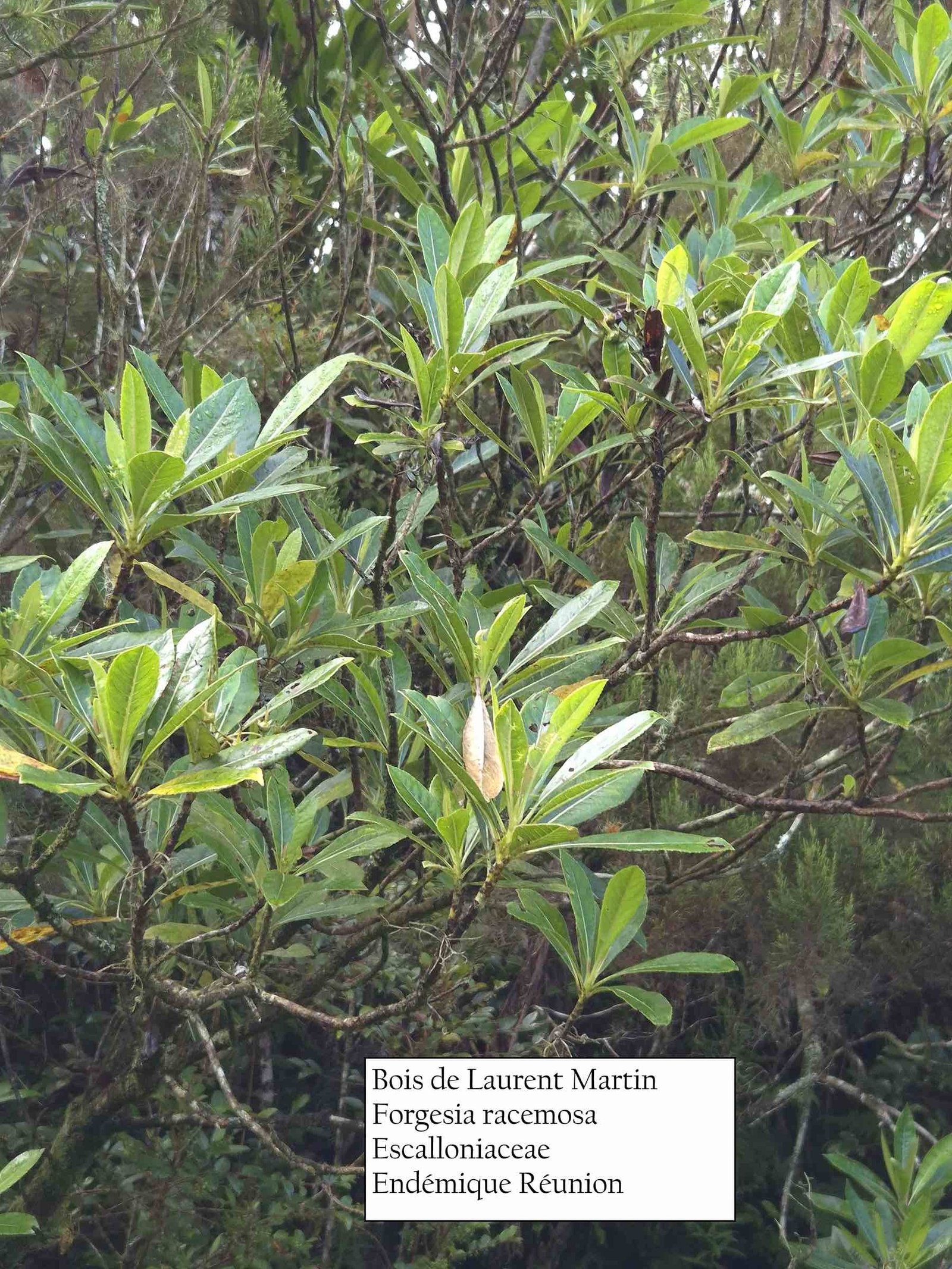 7- Bois de Laurent Martin