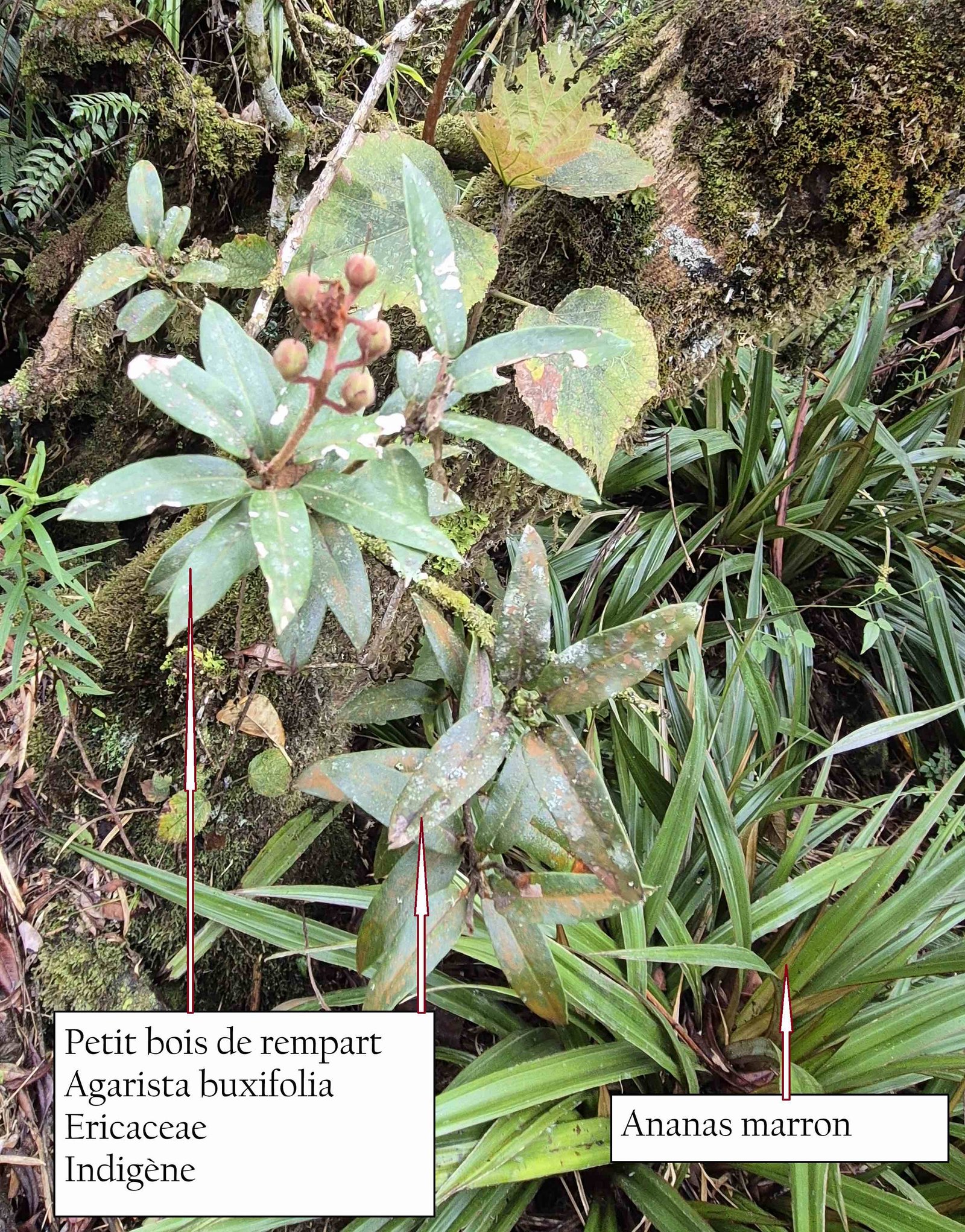 78 - Agarista buxifolia