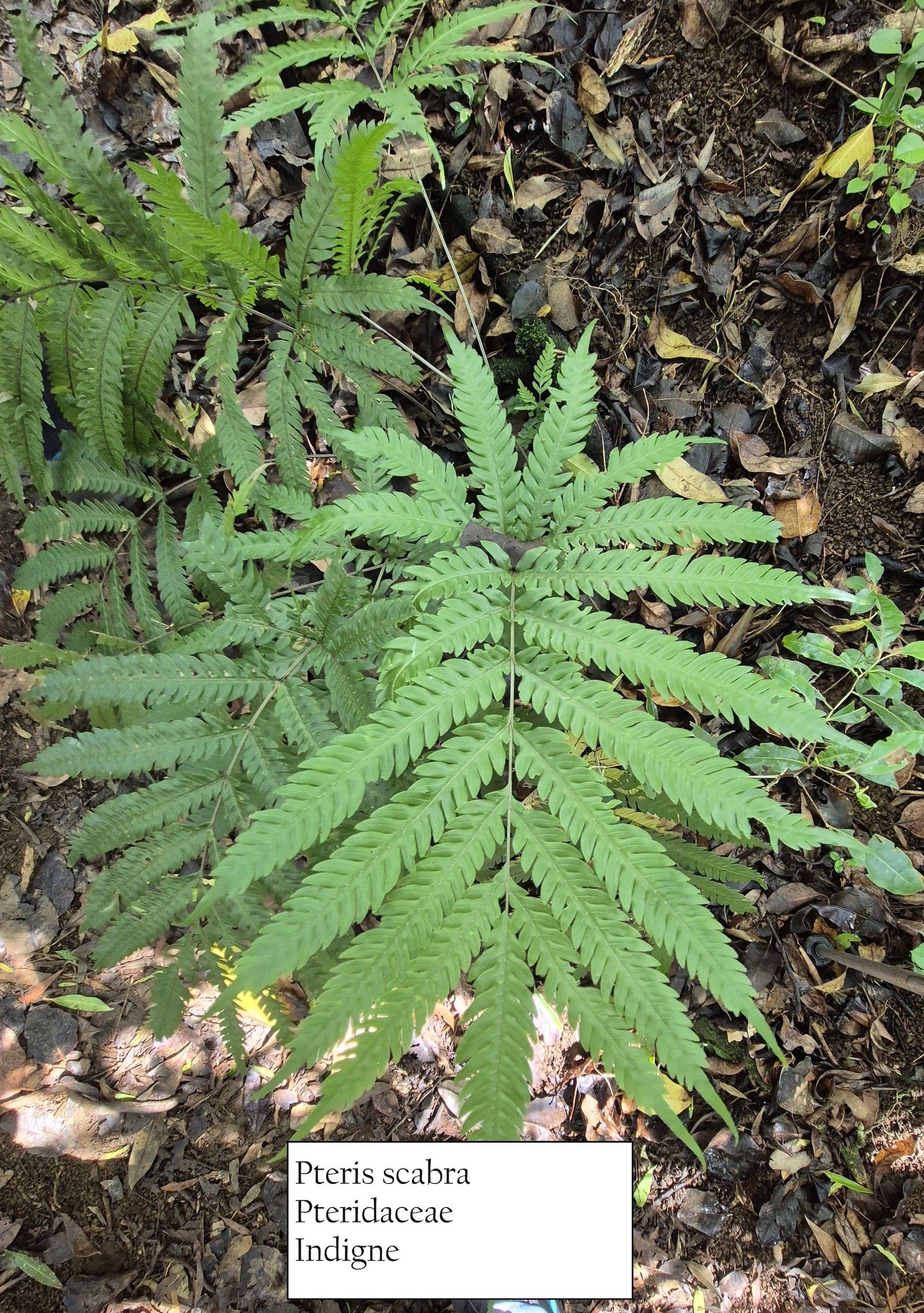 24- Pteris scabra