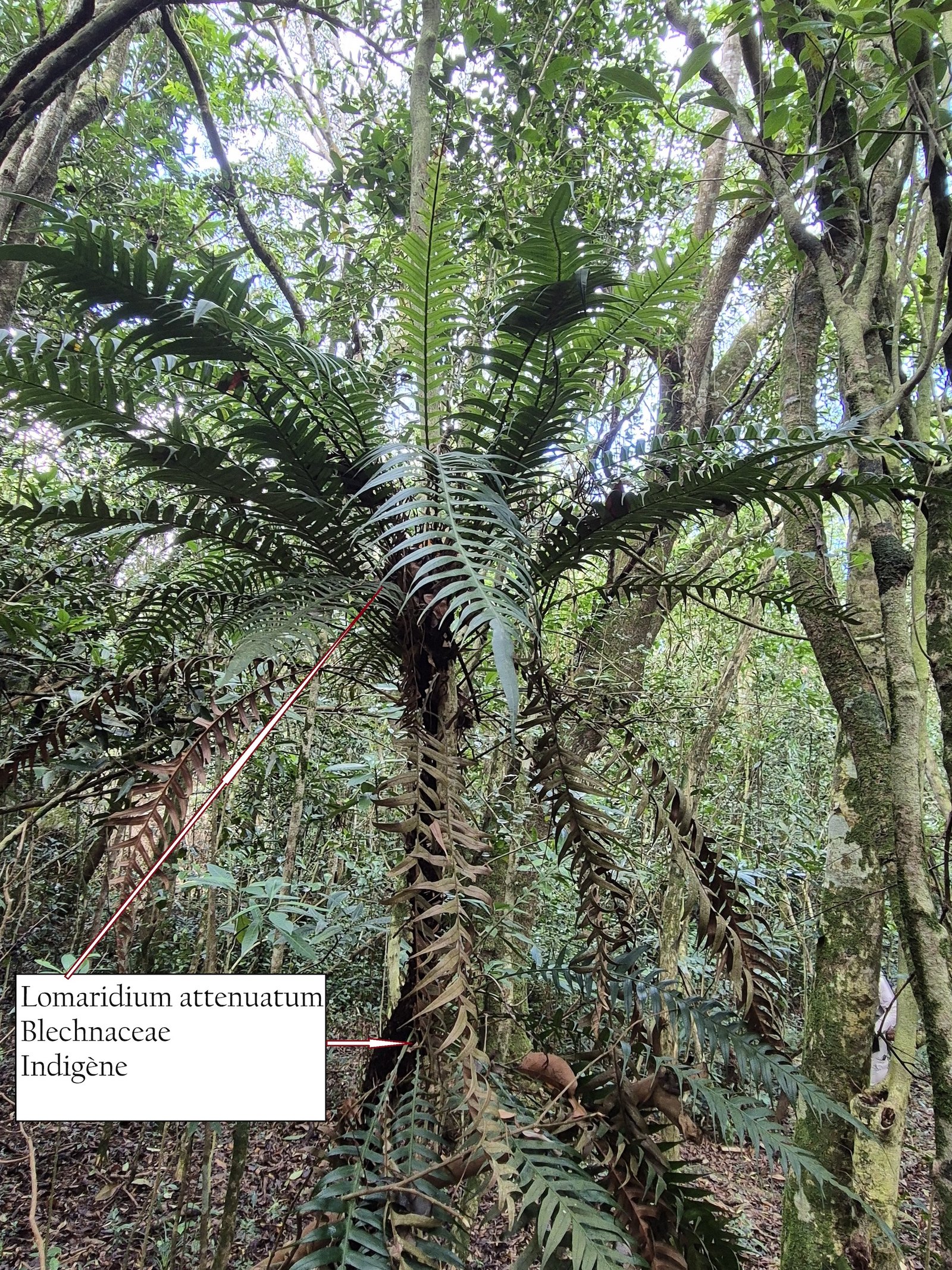 65- Lomaridium attenuatum