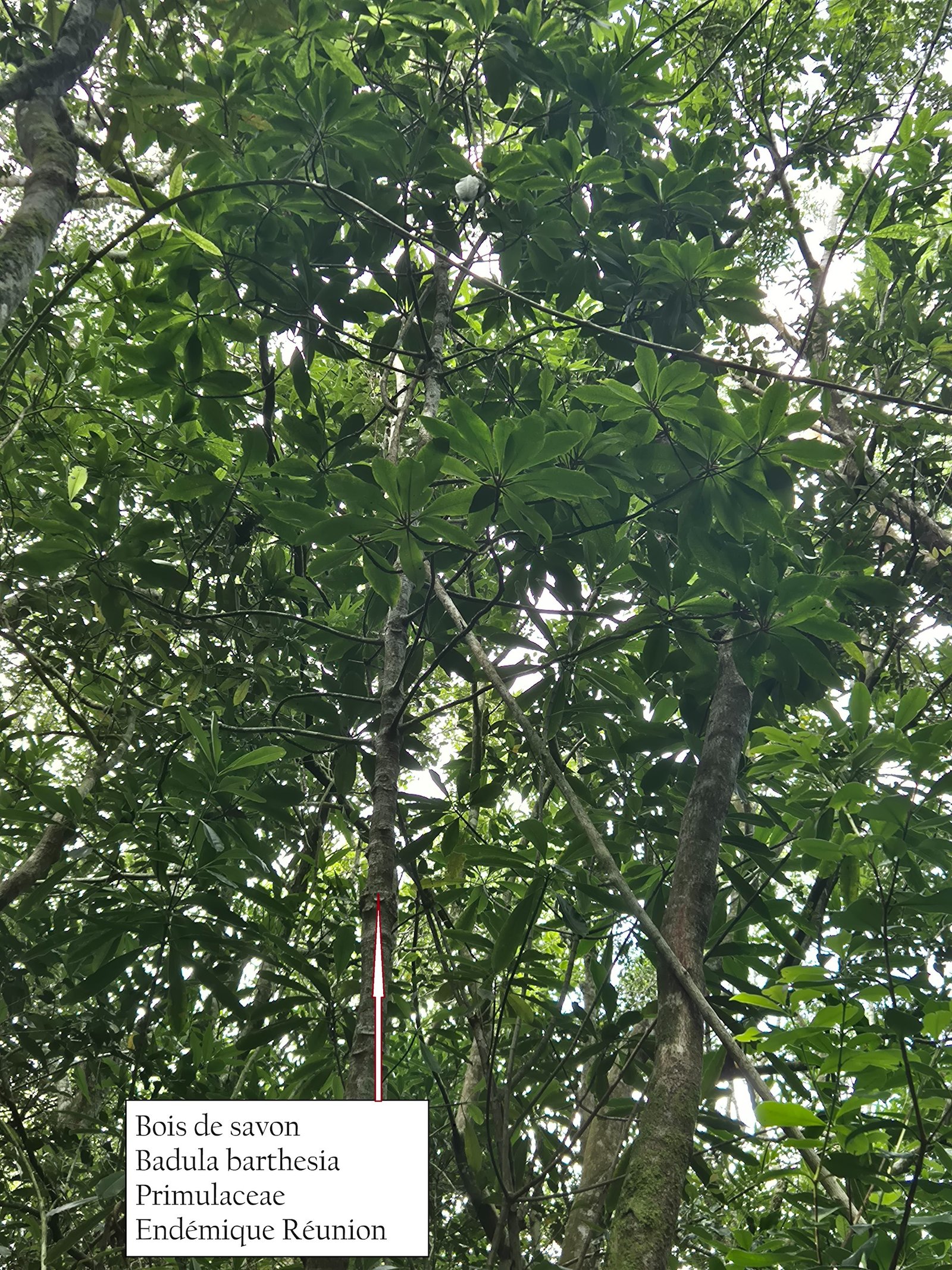 71.2- Bois de savon