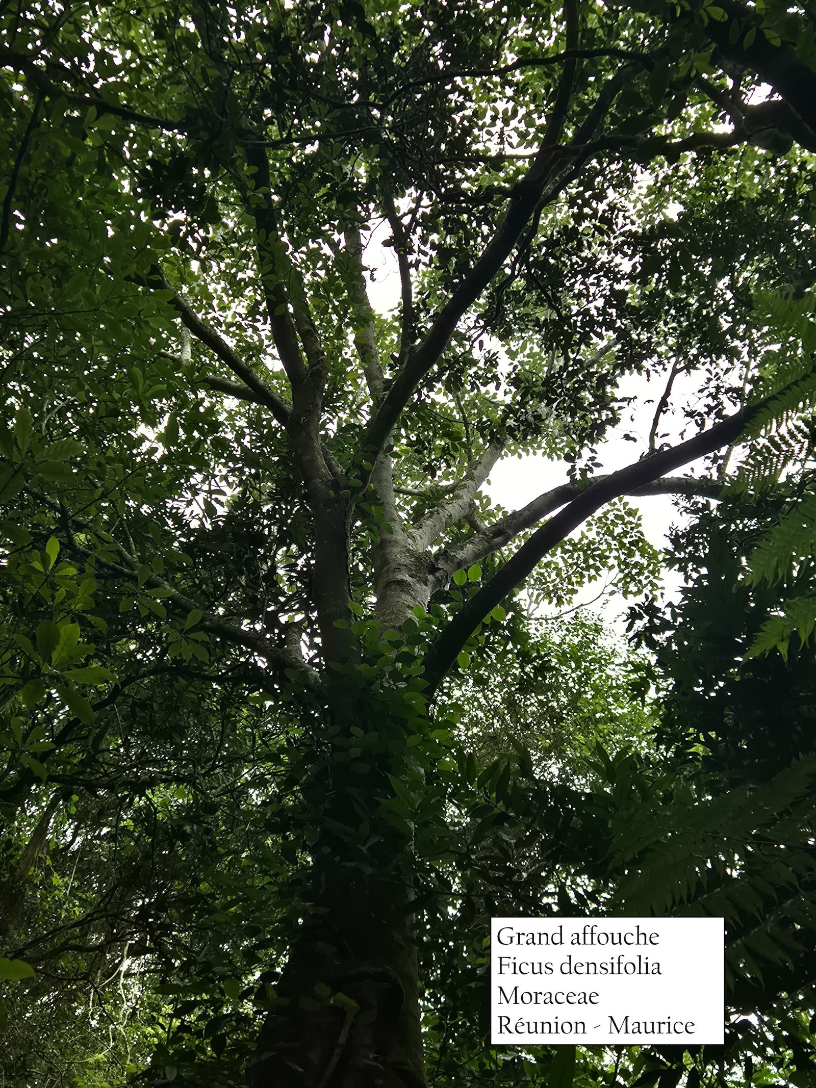79- Ficus  densifolia 
