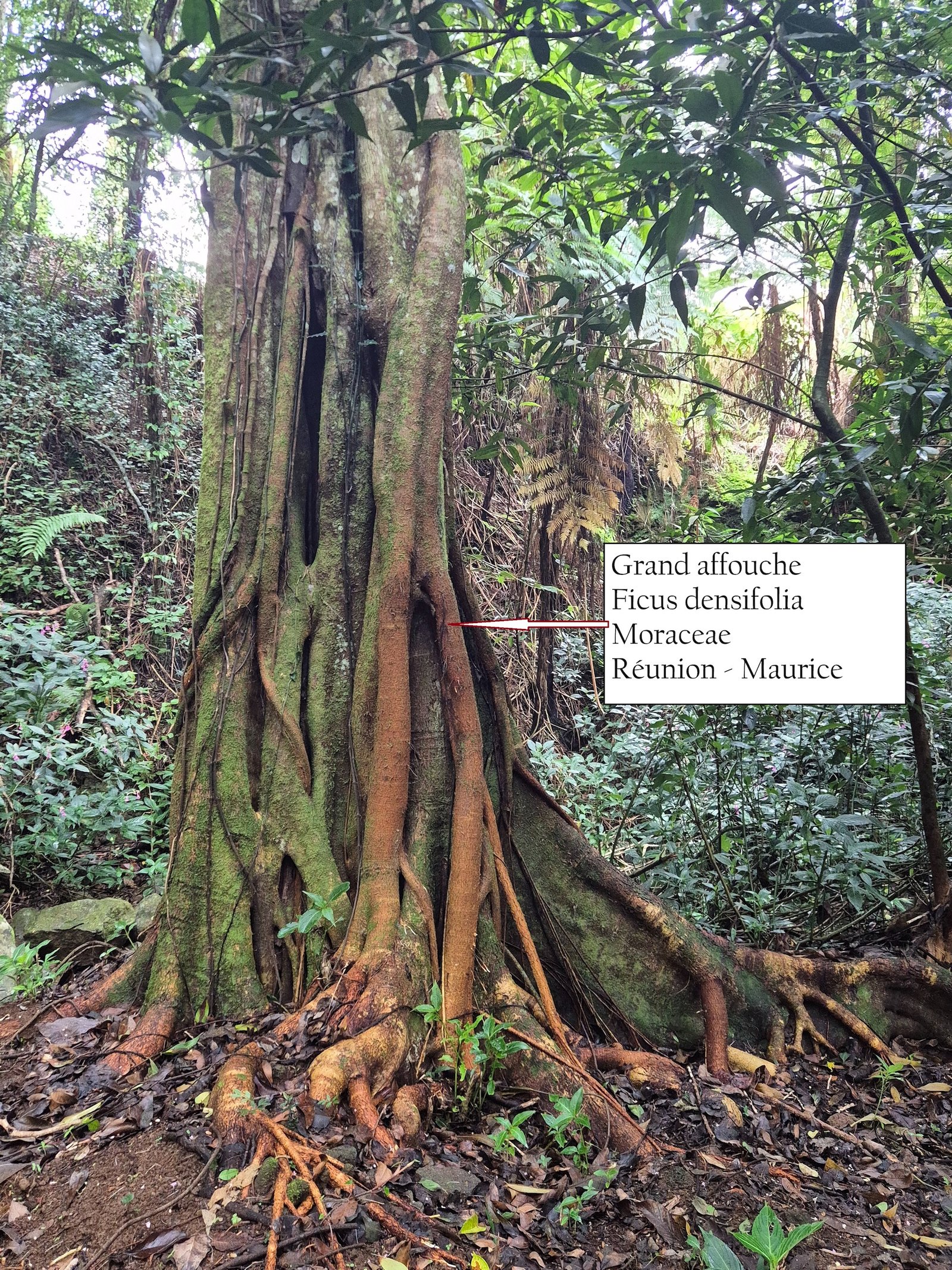 79.2- Ficus  densifolia