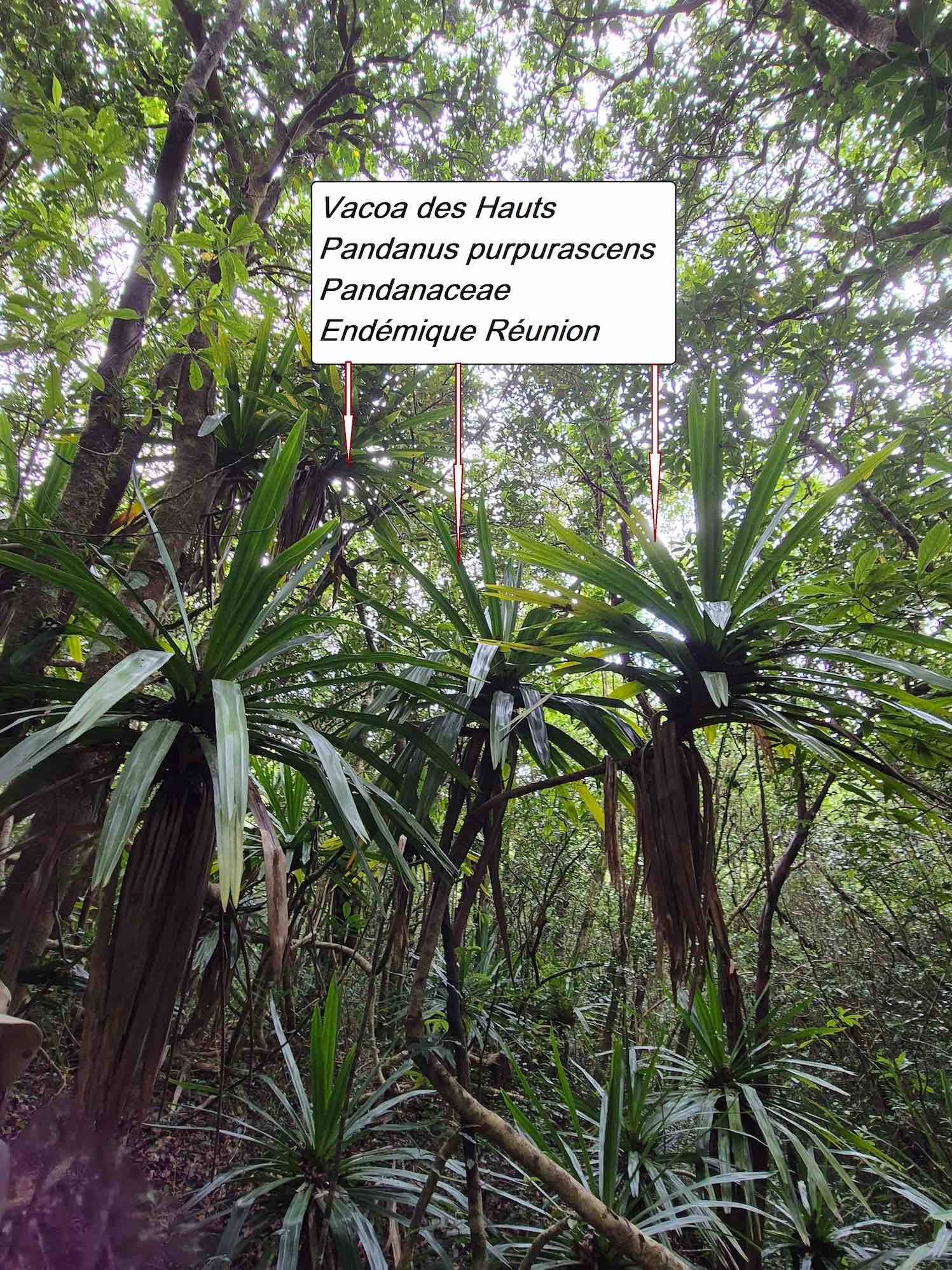 25- Vacoa rouge (2).
