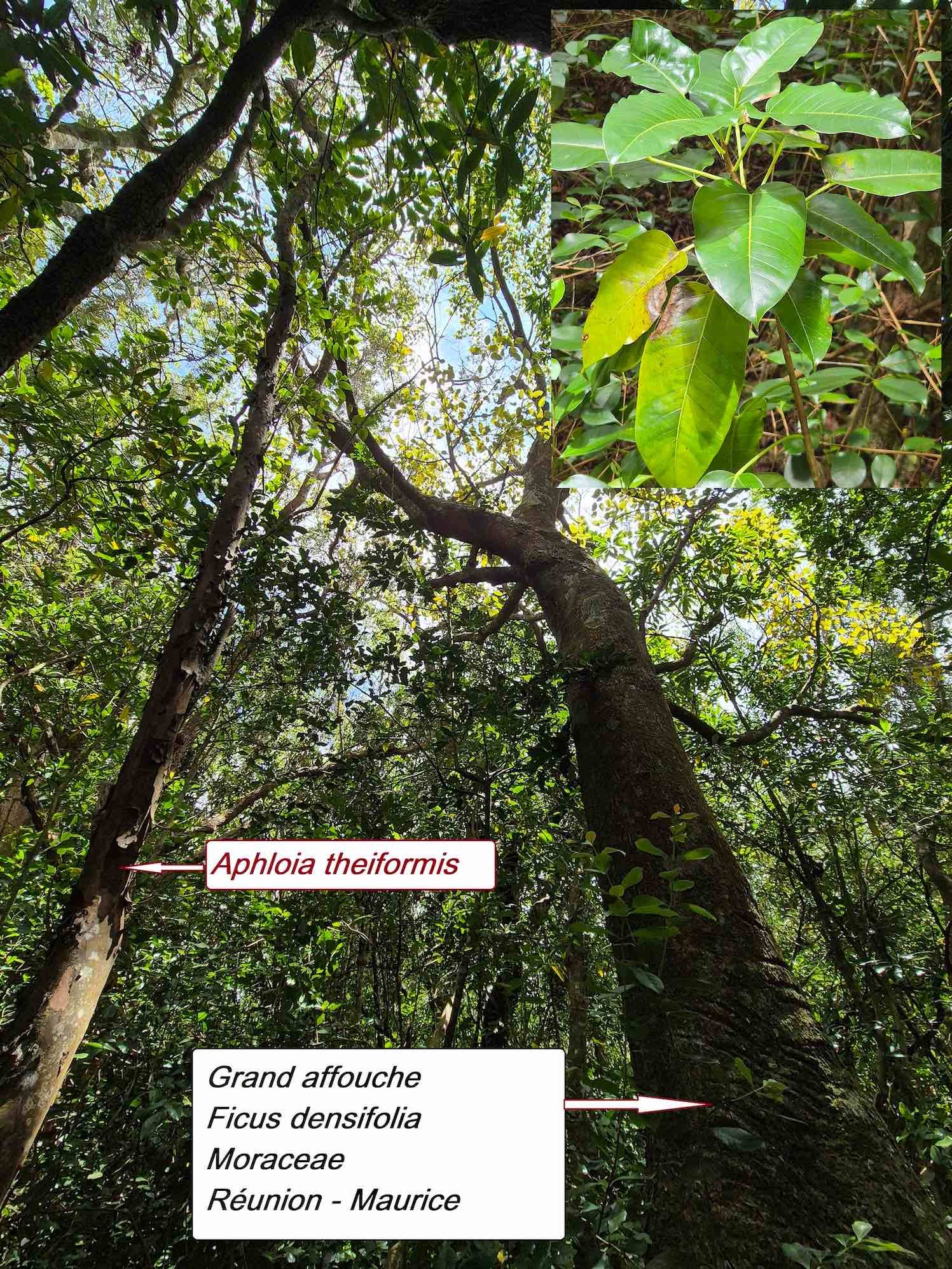32- Ficus (3)